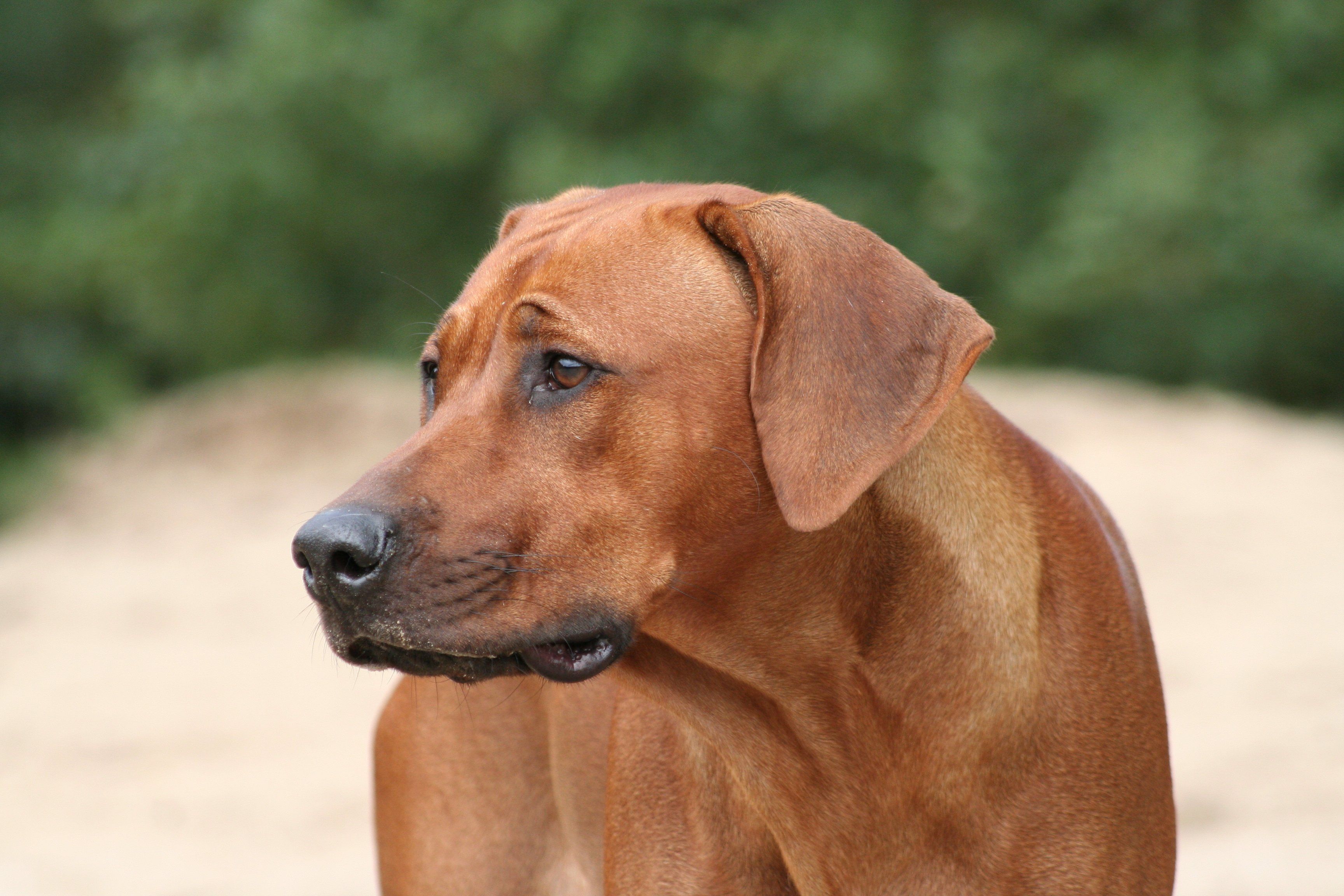 3456x2304 Lovely Rhodesian Ridgeback dog photo and wallpaper. Beautiful Lovely Rhodesian Ridgeback dog picture