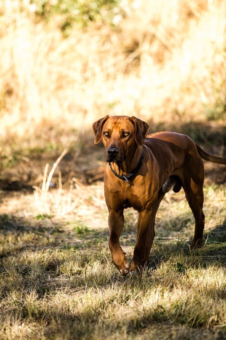 736x1104 Beautiful Rhodesian Ridgeback Dog Breed. Rhodesian ridgeback wallpaper, Rhodesian ridgeback stalking, Rhodesian ridgeback dog standing