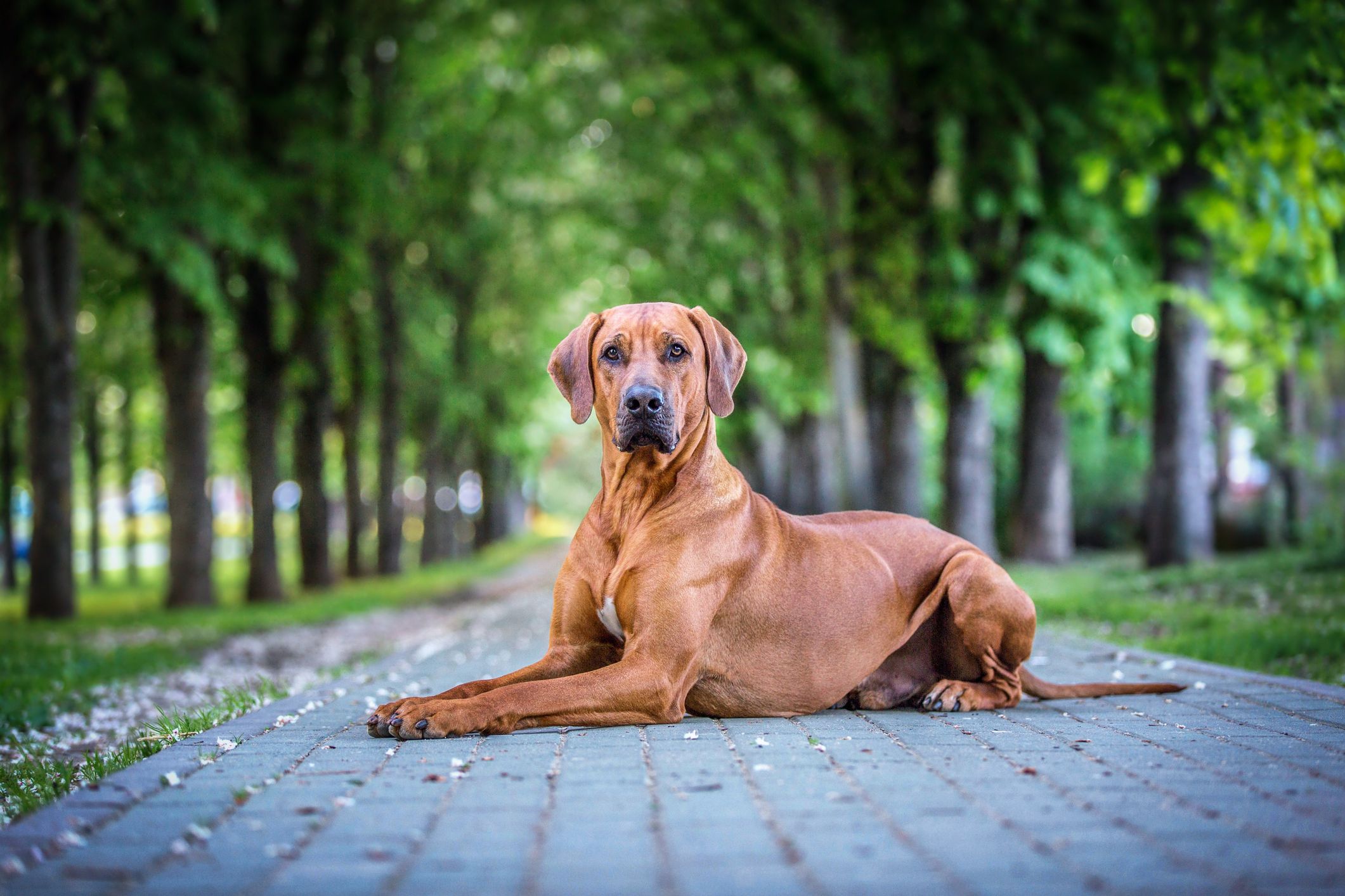 2121x1414 Rhodesian Ridgeback. Edgard & Cooper