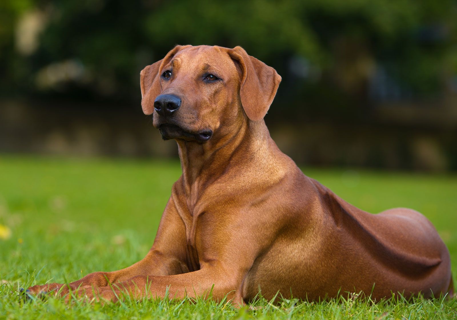 1600x1121 Rhodesian Ridgeback. Temperament, Lifespan & Health