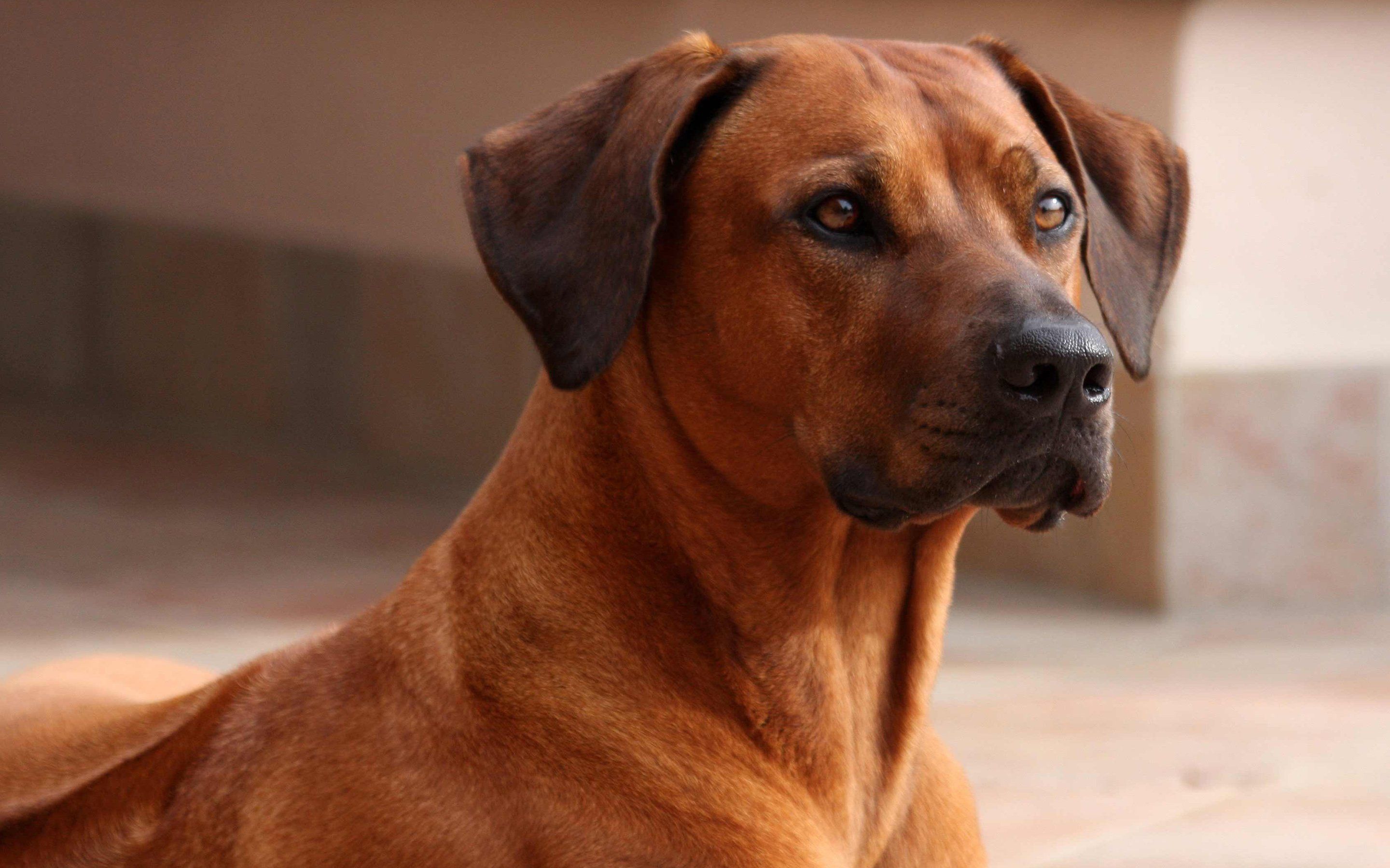 2880x1800 Rhodesian Ridgeback Widescreen Wallpaper 78544