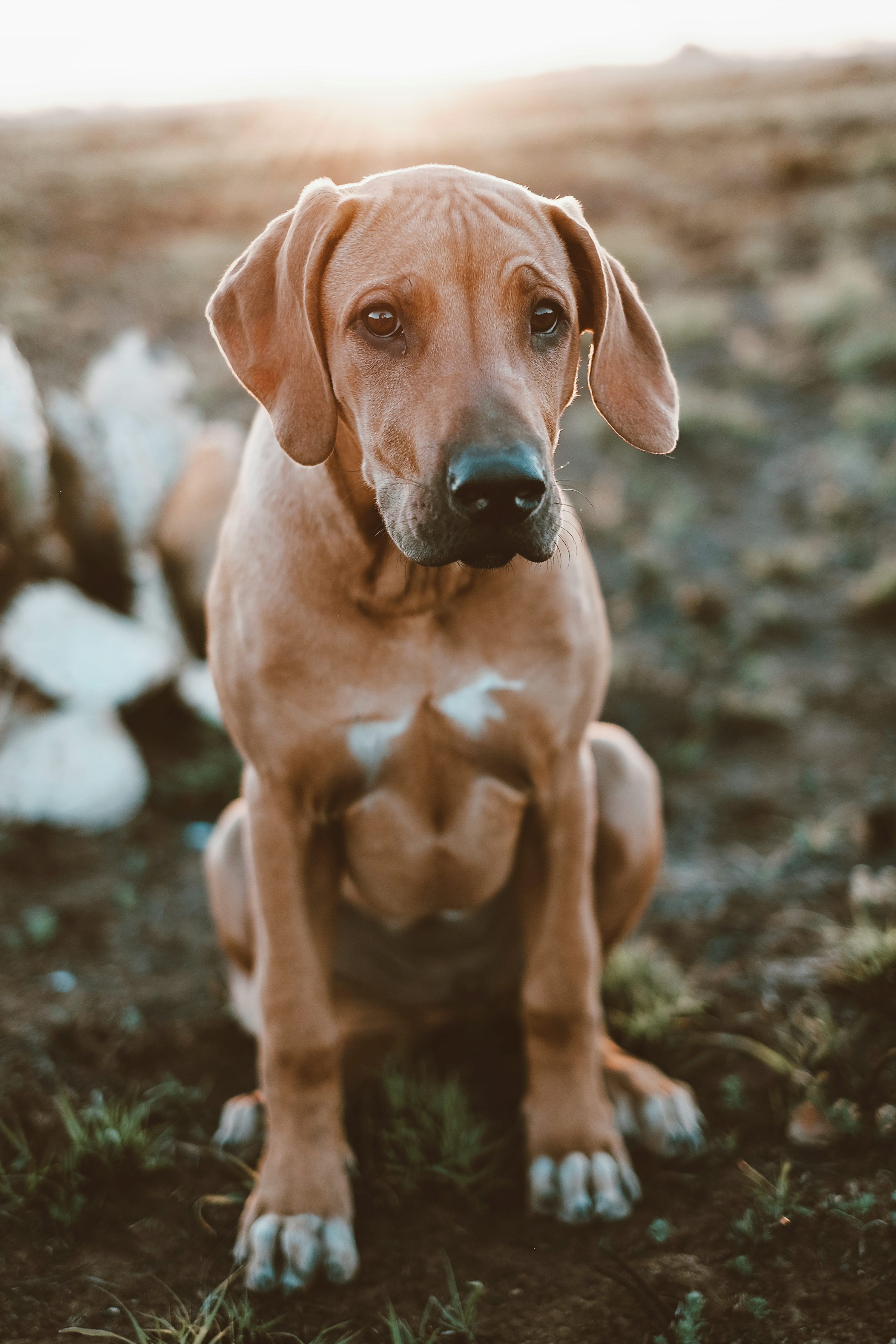 3000x4501 Rhodesian Ridgeback Picture. Download Free Image