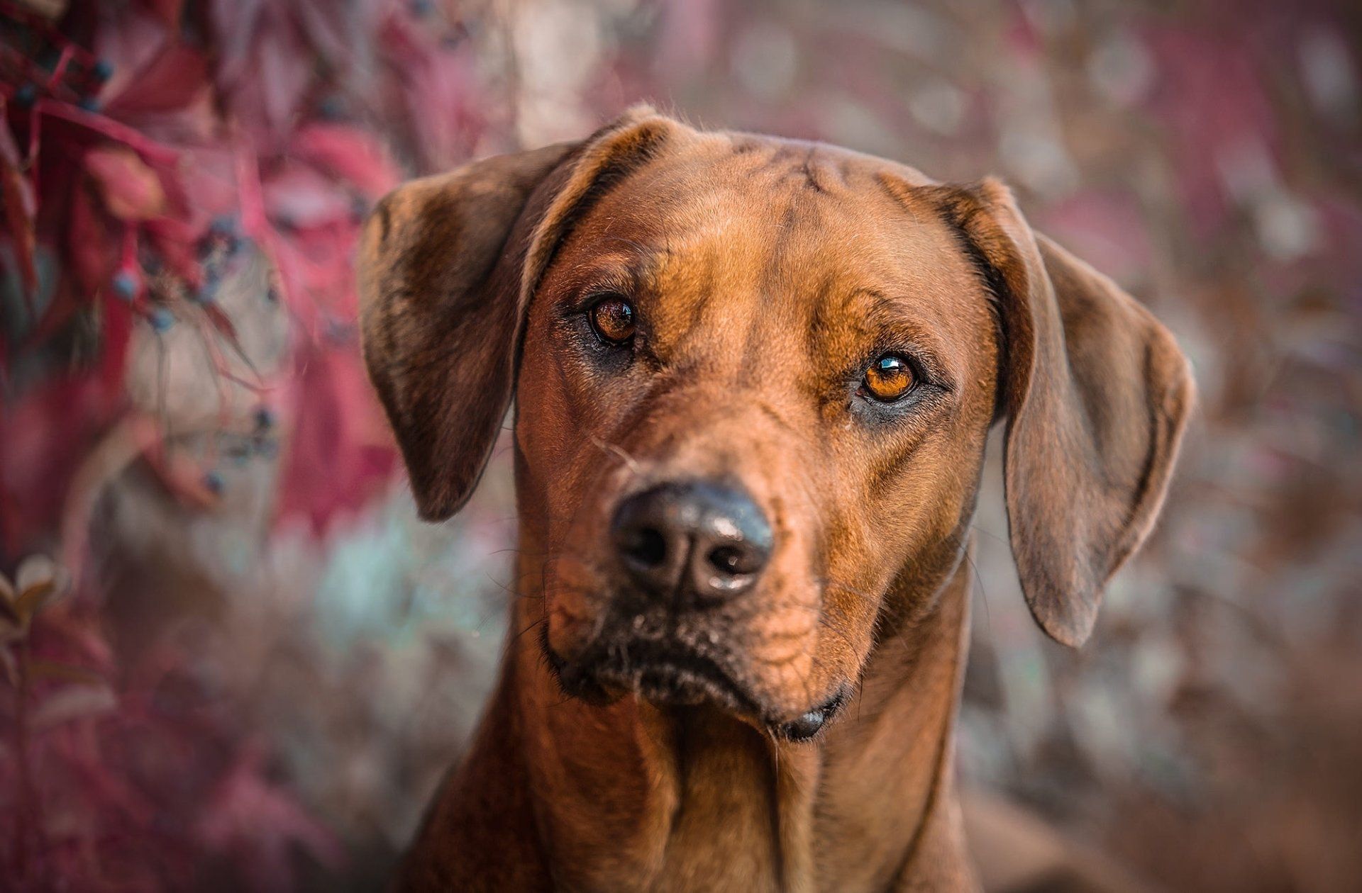 1920x1260 Rhodesian Ridgeback Background HD Wallpaper 78527