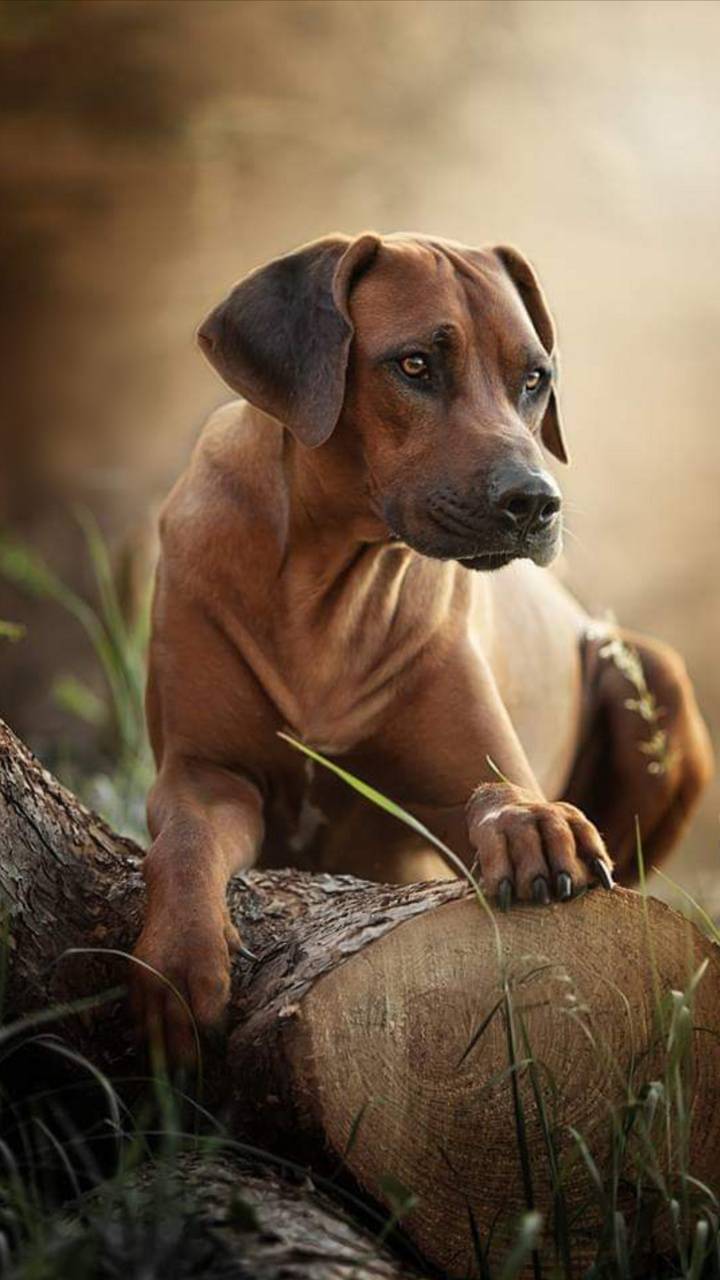 720x1280 Rhodesian Ridgeback Wallpaper