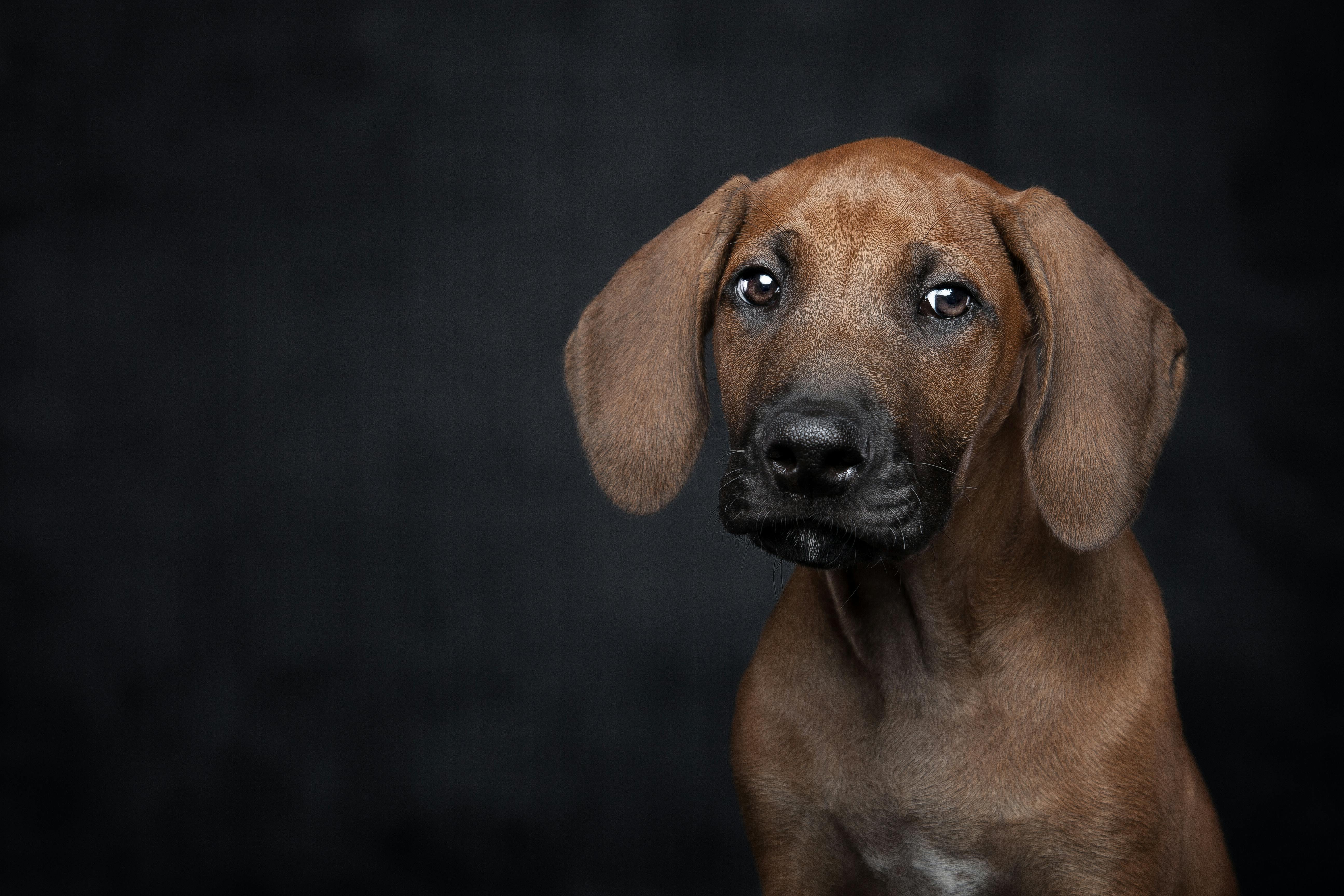 5180x3454 Ridgeback Jabari Dog In Close Up Photography · Free