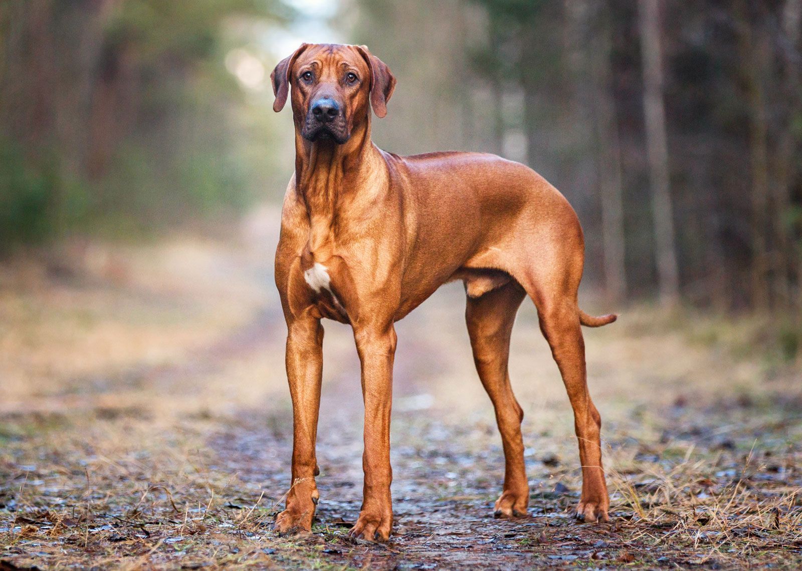 1600x1140 Rhodesian Ridgeback. Temperament, Lifespan & Health