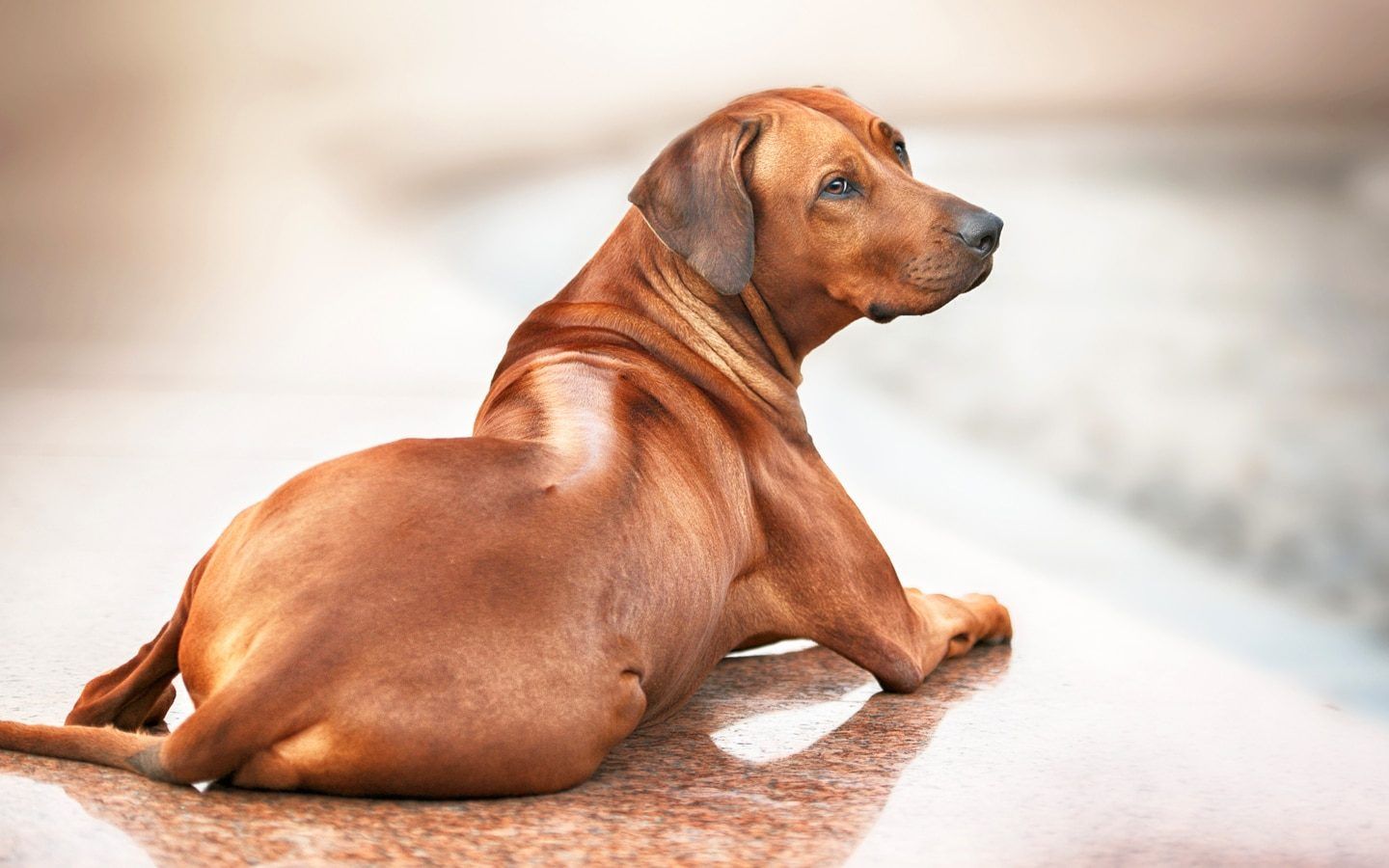 1440x900 The Rhodesian Ridgeback: Characteristics, Personality & Care Dog Magazine