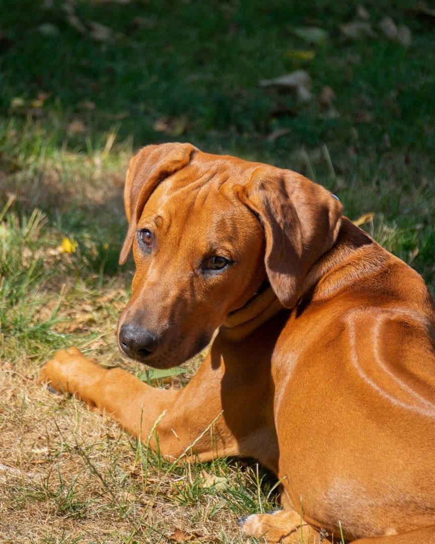 862x1077 Get to Know the Loyal and Loving Rhodesian Ridgeback