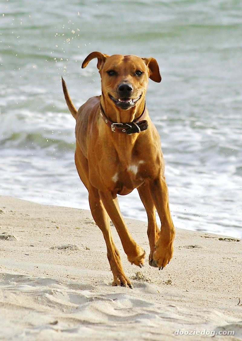 800x1130 Running Rhodesian Ridgeback dog photo and wallpaper. Beautiful Running Rhodesian Ridgeback dog picture