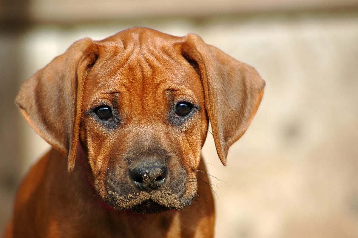 1200x798 Papermoon Non Woven Photo Wallpaper With Rhodesian Ridgeback Puppy Digital Print Including Paste Various Sizes : Amazon.de: DIY & Tools