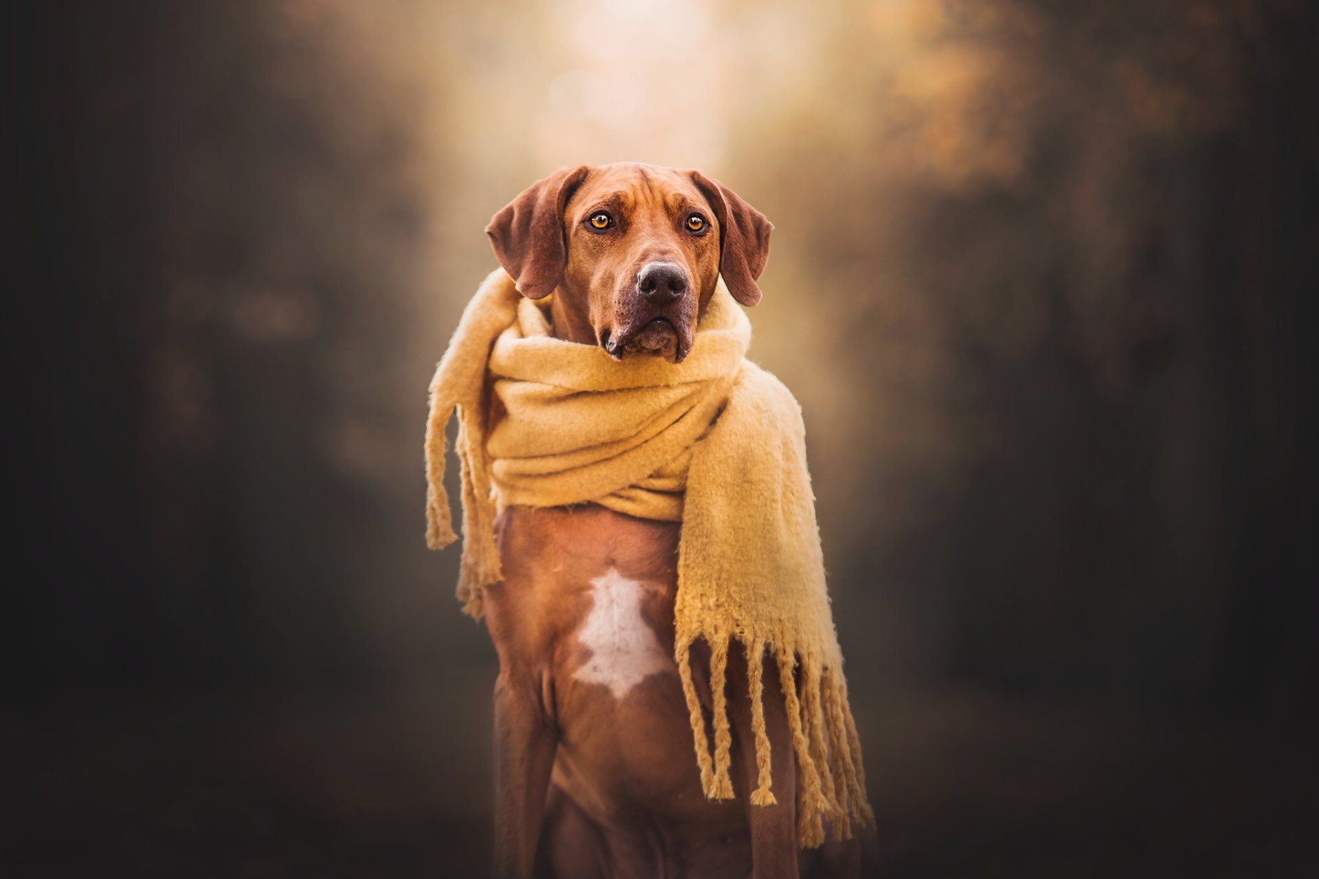 1920x1280 Download Scarf Dog Animal Rhodesian Ridgeback HD Wallpaperx1365
