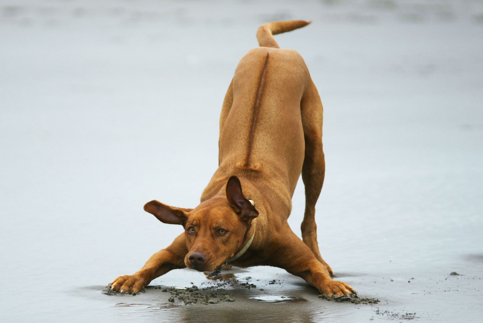 1600x1072 Rhodesian Ridgeback. Temperament, Lifespan & Health
