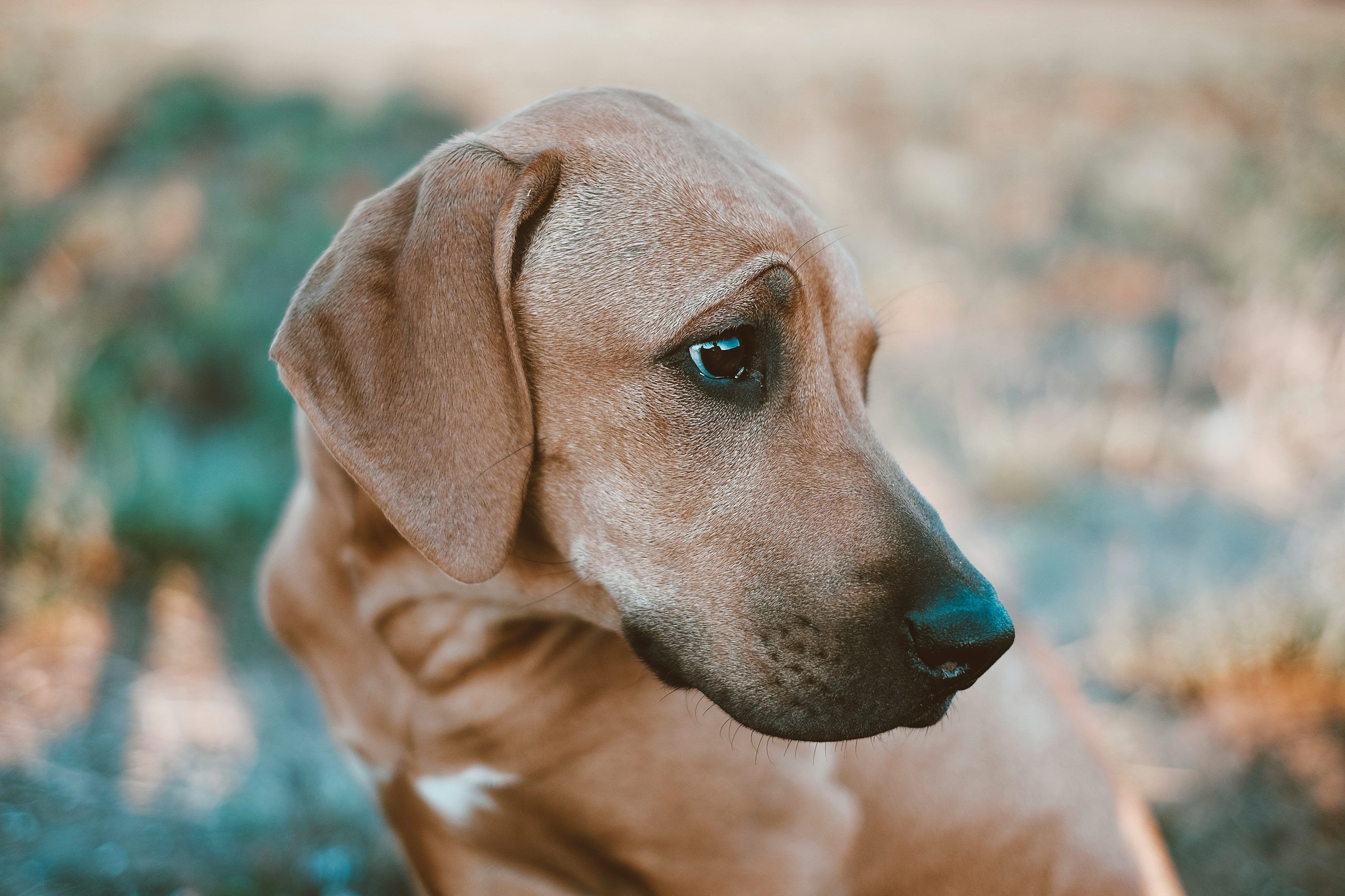 3000x2000 Rhodesian Ridgeback Picture. Download Free Image