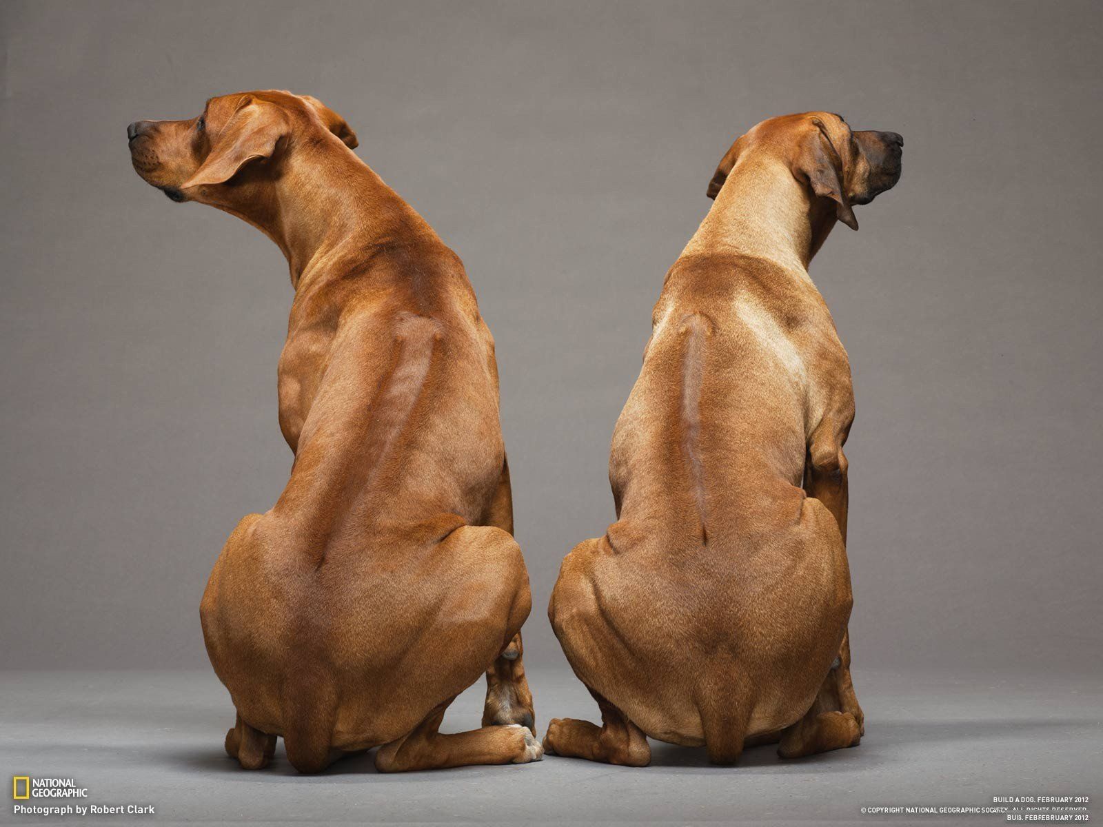 1600x1200 animals, Dogs, Rhodesian, Ridgeback Wallpaper HD / Desktop and Mobile Background