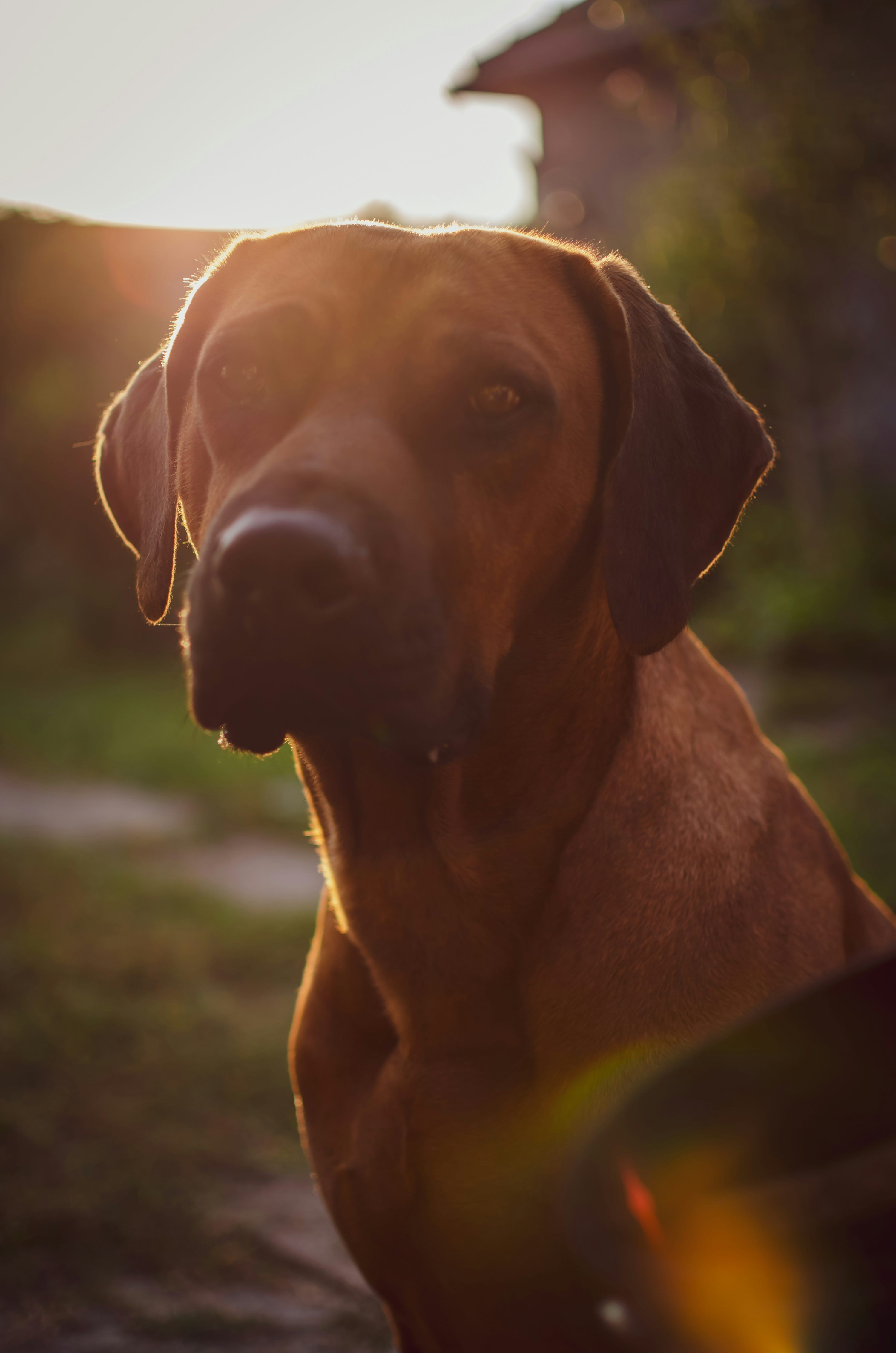 3000x4529 Rhodesian Ridgeback Picture. Download Free Image