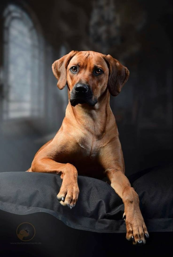736x1096 Rhodesian Ridgeback
