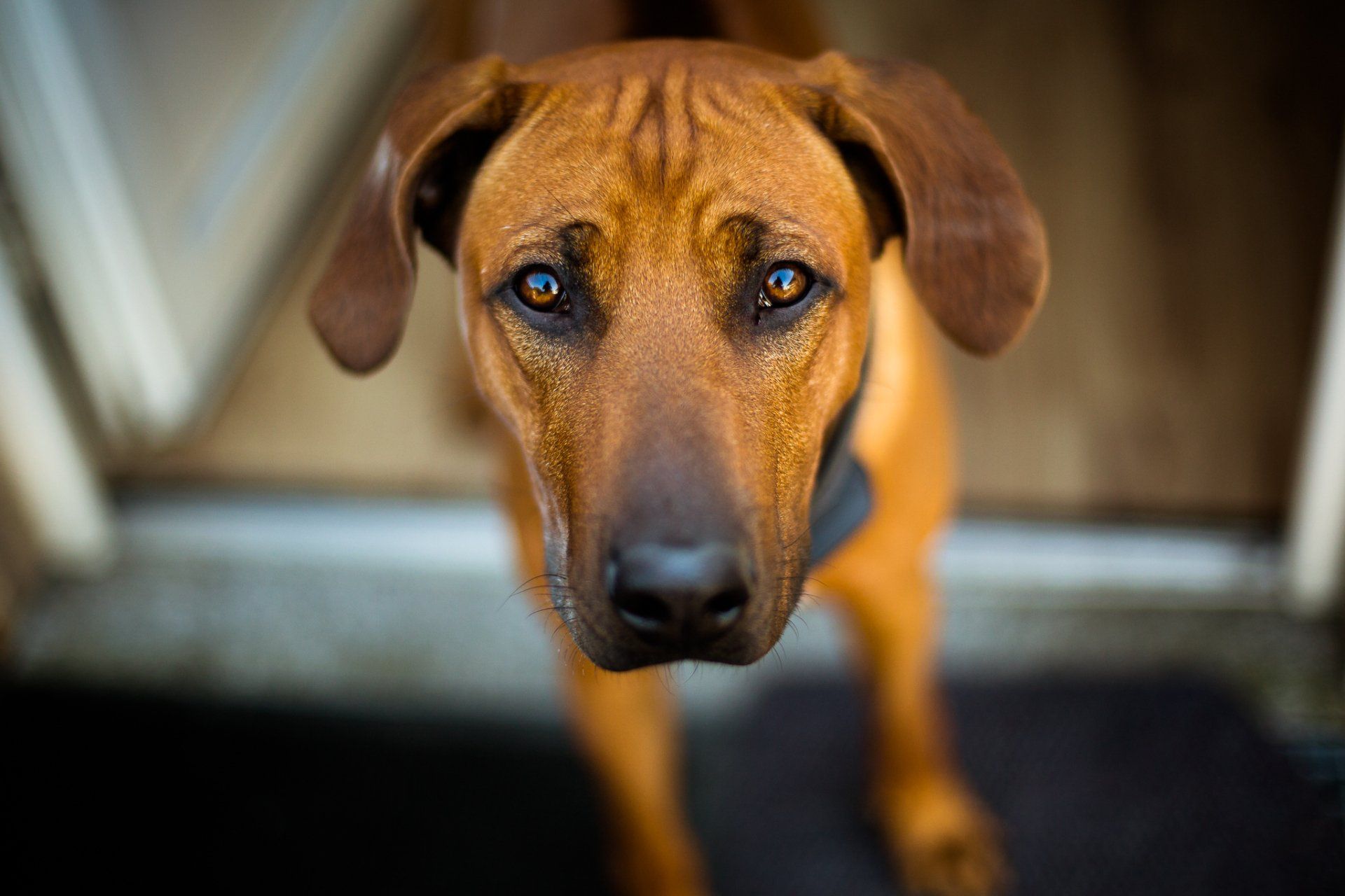 1920x1280 Download Animal Rhodesian Ridgeback HD Wallpaper