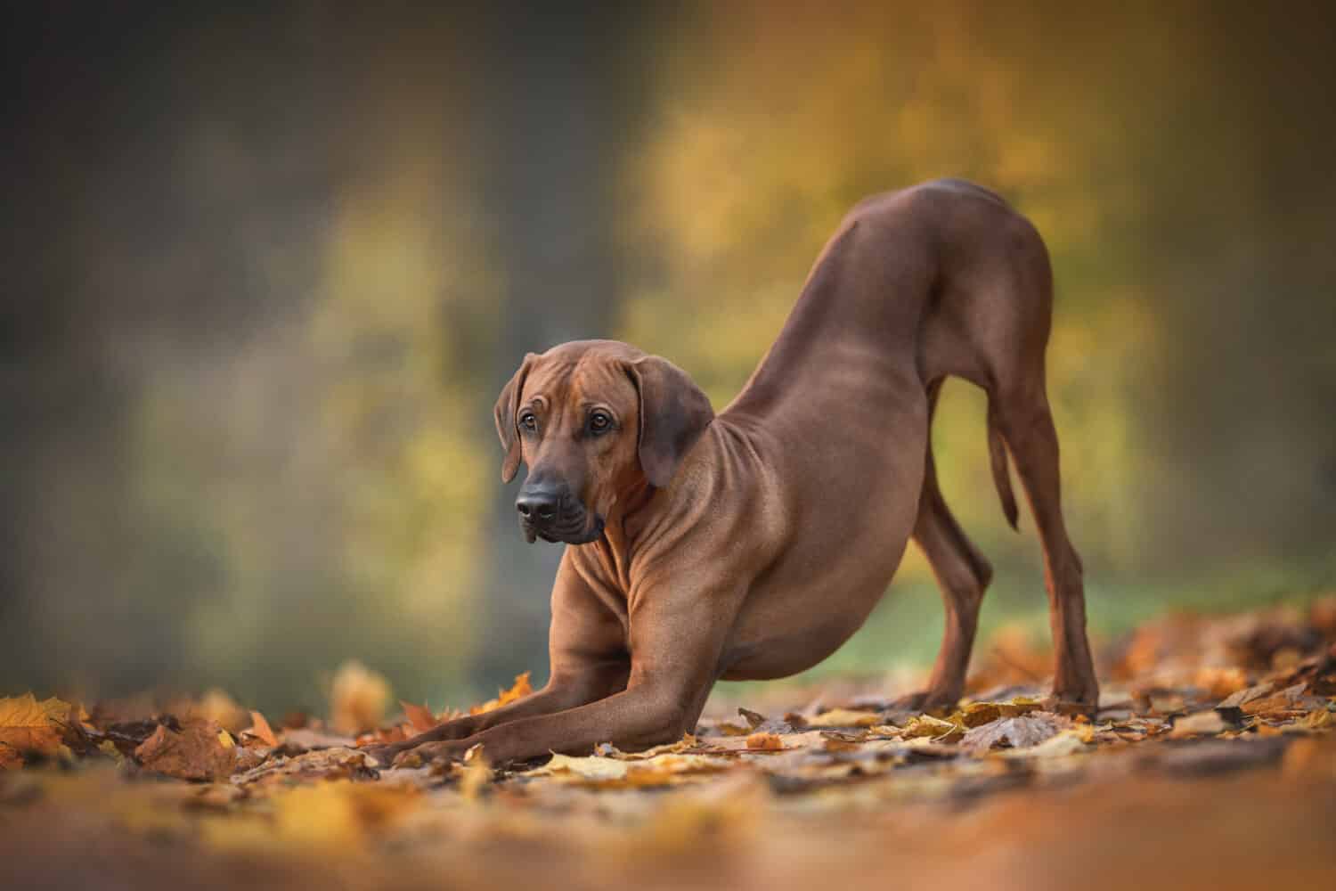 1500x1000 Rhodesian Ridgeback Colors Z Animals