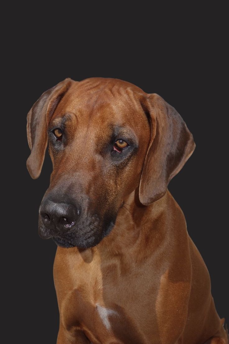 736x1103 Rhodesian ridgeback sitting wallpaper. Rhodesian ridgeback tapeta 4k, Rhodesian ridgeback head shot wallpaper, Big dog