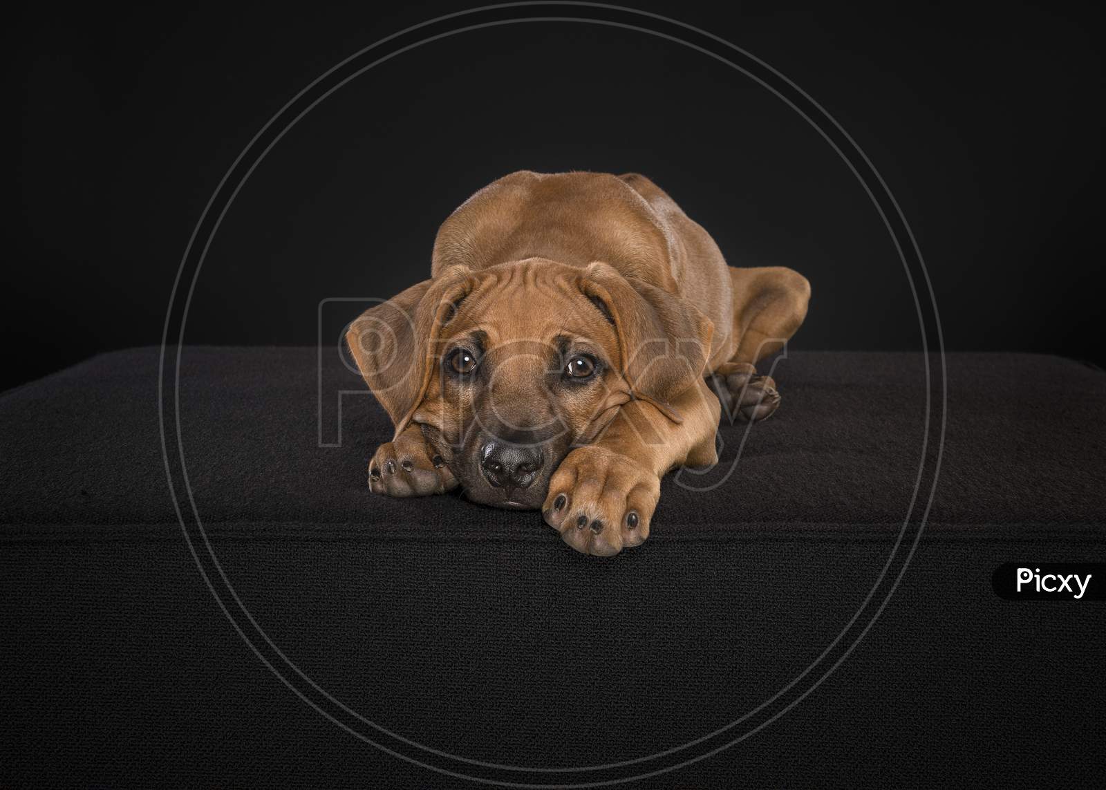 1600x1143 Image Of Rhodesian Ridgeback Puppy Looking At The Camera Lying Down At A Black Background QD053872 Picxy