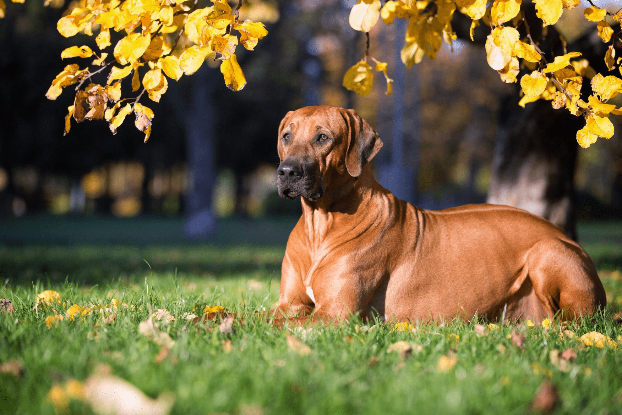 1980x1320 Rhodesian ridgeback: traits, health, nutrition. Royal Canin US