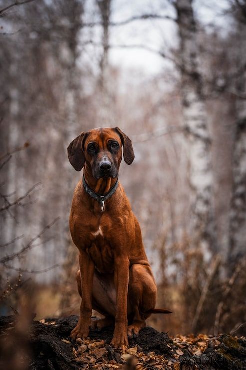 493x740 Cute rhodesian ridgeback dog Image