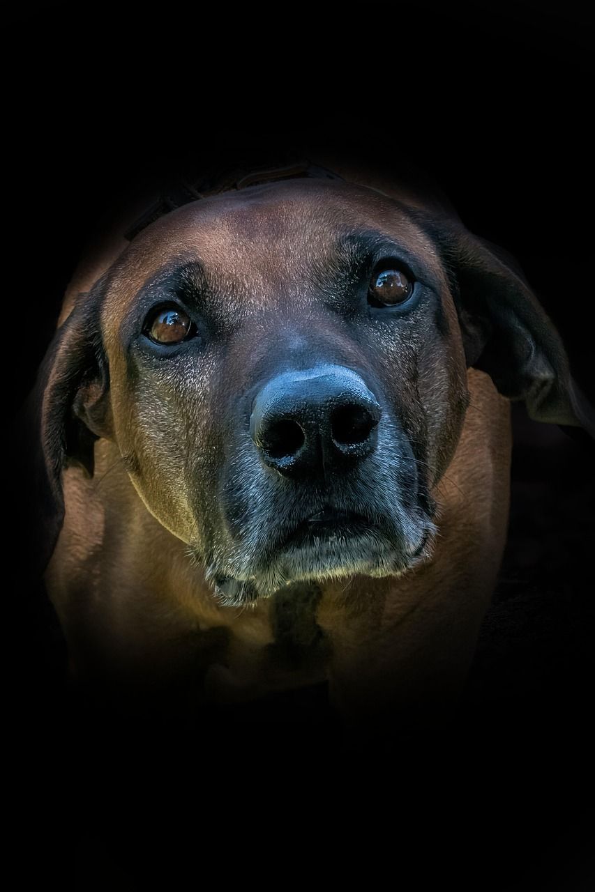 853x1280 Dog Rhodesian Ridgeback Race