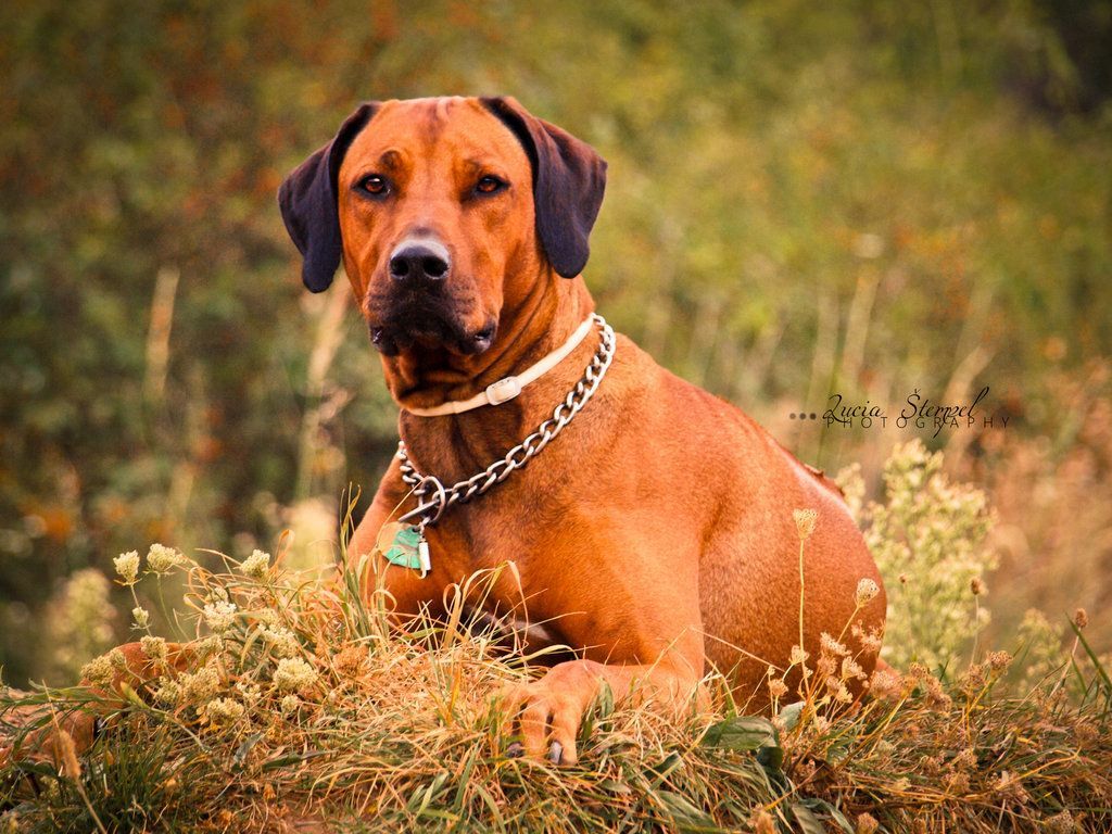 1024x768 Doberman And Rhodesian Ridgeback Wallpaper