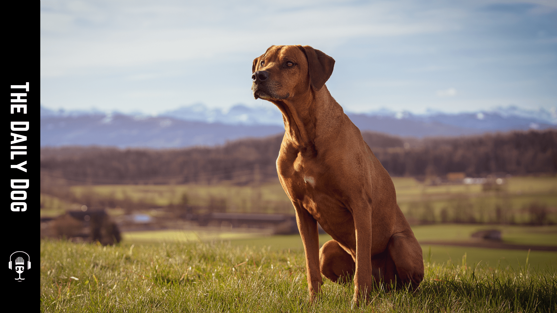 1920x1080 The Rhodesian Ridgeback: A Loyal Companion with a Unique Flair Dog Works