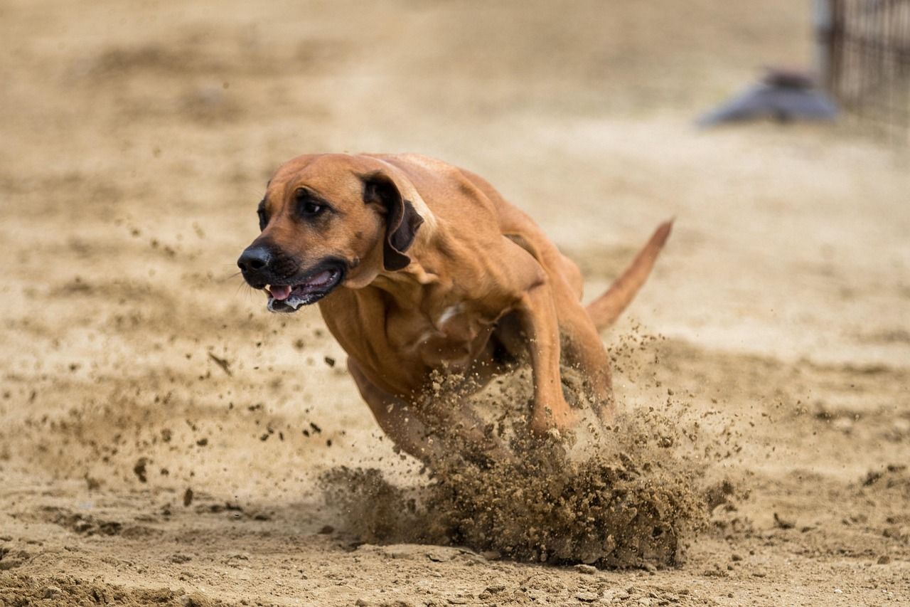 1280x853 Free Rhodesia Ridgeback & Rhodesian Ridgeback Image