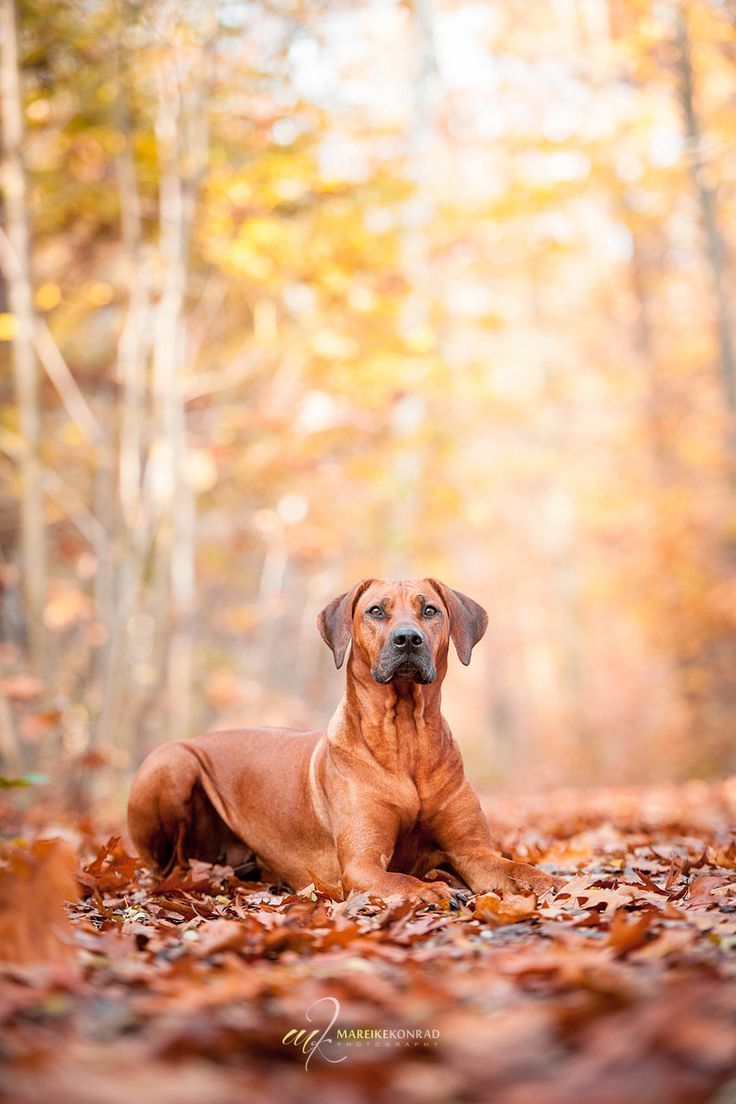 736x1104 Majestic Rhodesian Ridgeback Dog in the Forest. Fotoshooting, Tiere, Tierzeichnung