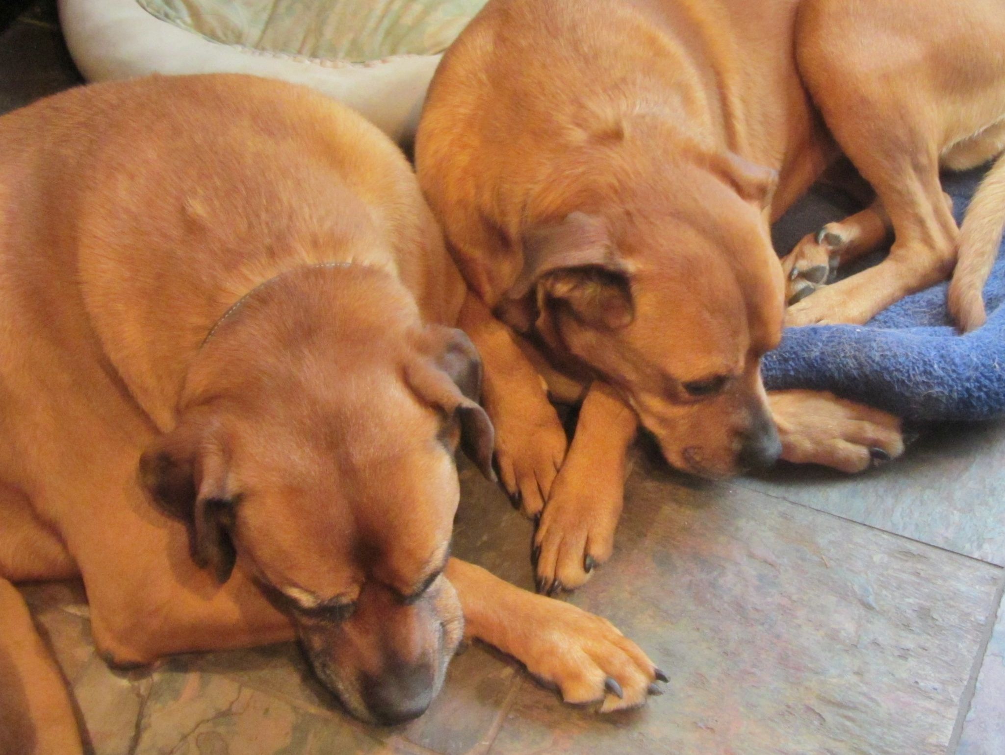 2049x1541 Rhodesian Ridgeback puppies photo and wallpaper. Beautiful Rhodesian Ridgeback puppies picture