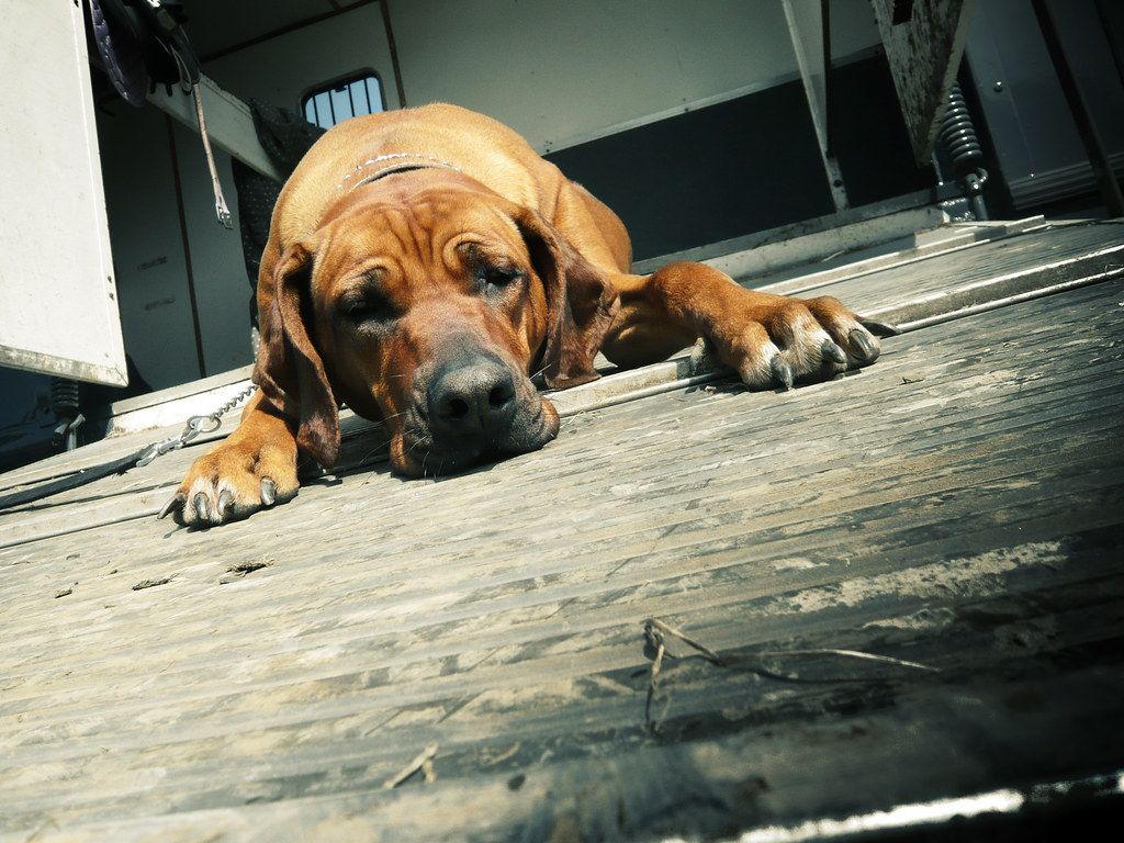 1024x768 LILLY : RHODESIAN RIDGEBACK