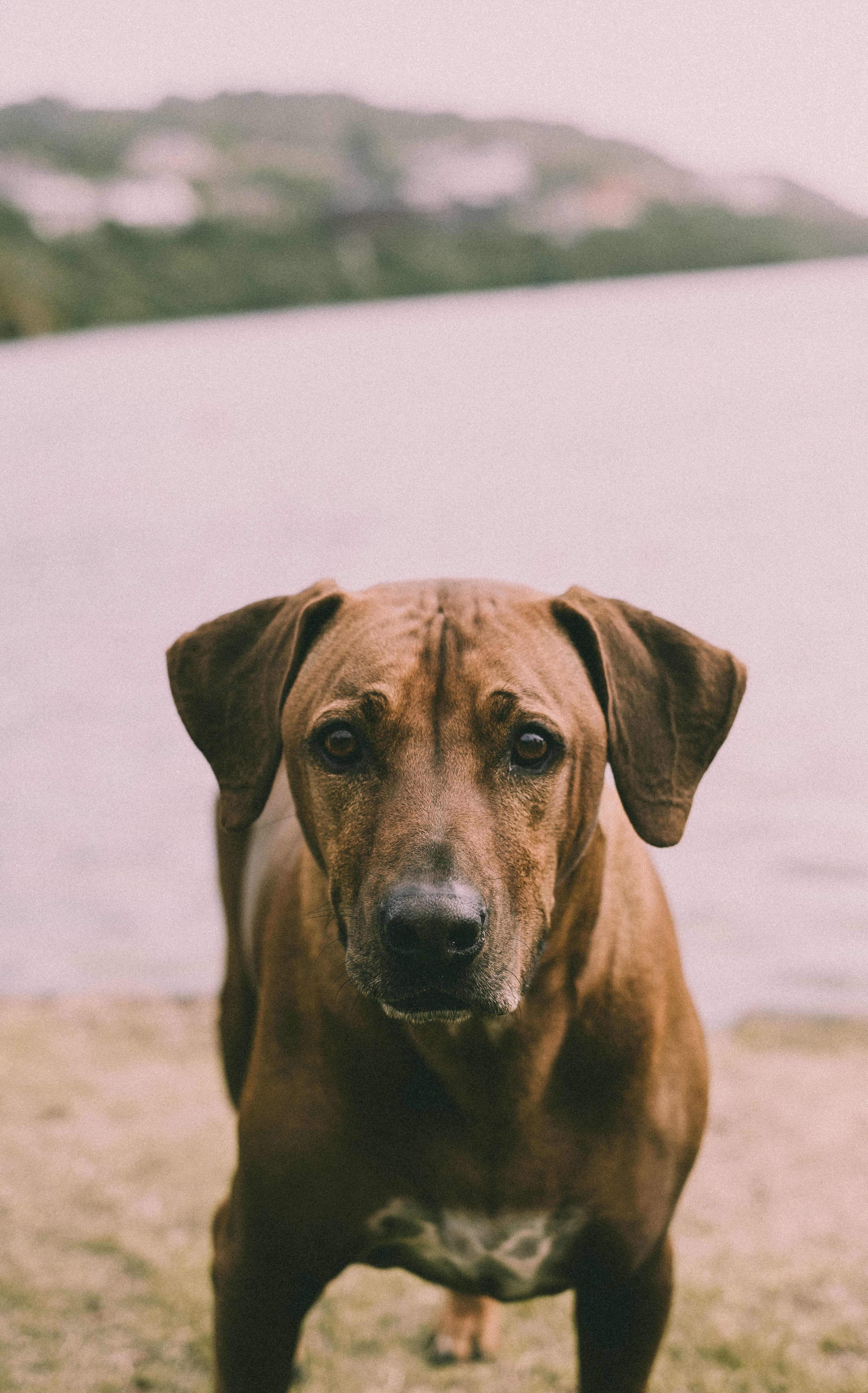 3749x6017 A Brown Ridgeback Dog · Free