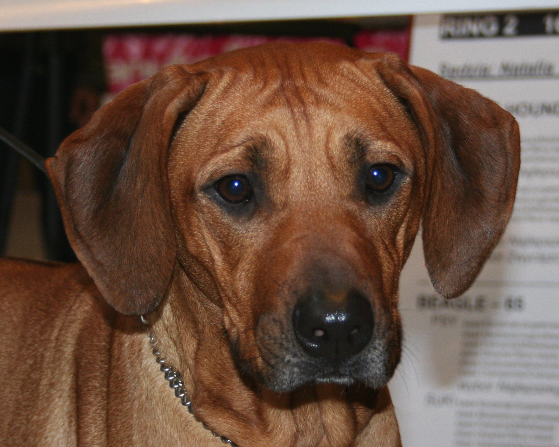 1925x1540 Rhodesian Ridgeback dog face photo and wallpaper. Beautiful Rhodesian Ridgeback dog face picture