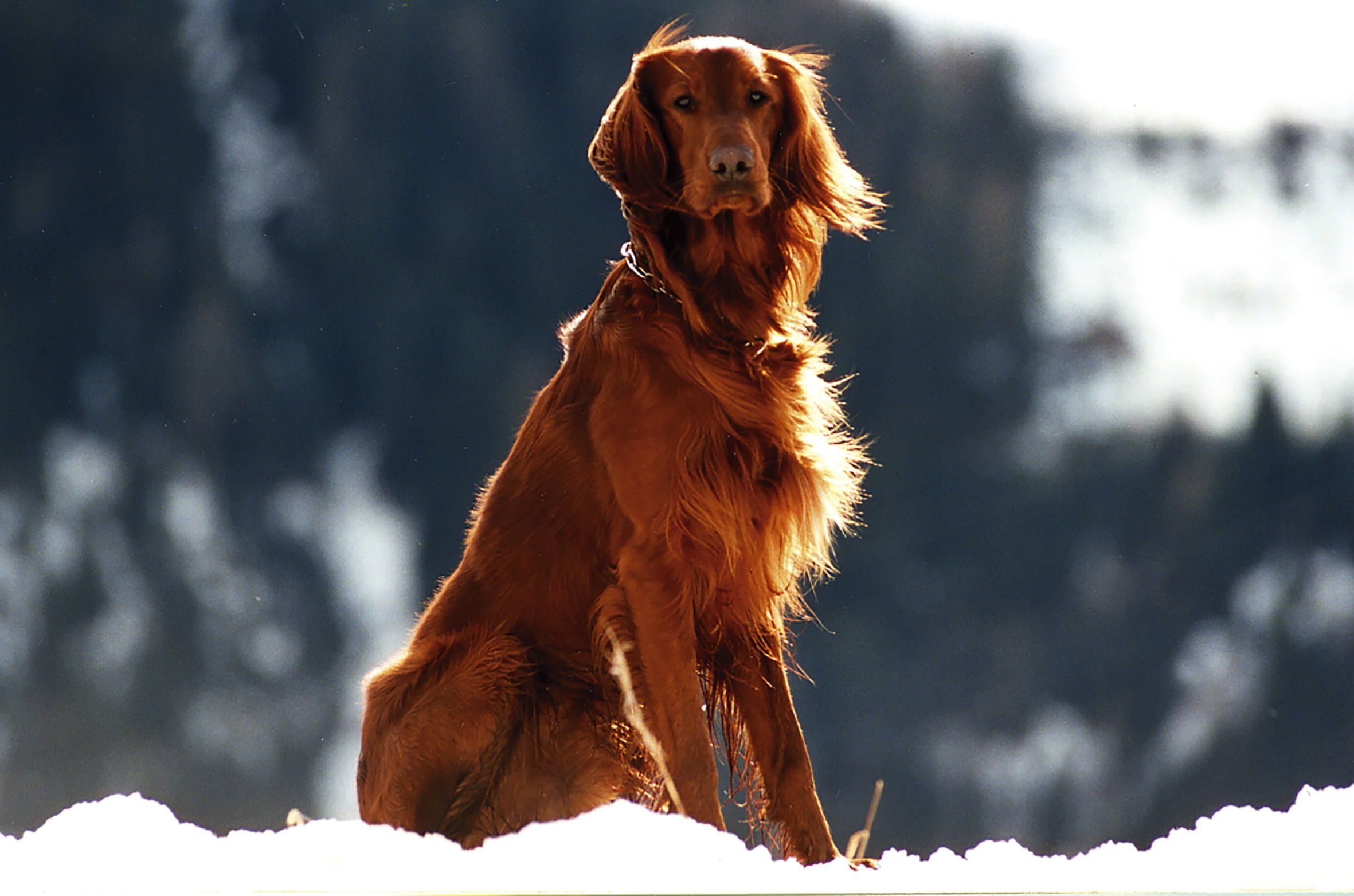 2362x1563 Irish Setter Desktop Widescreen Wallpaper 77041