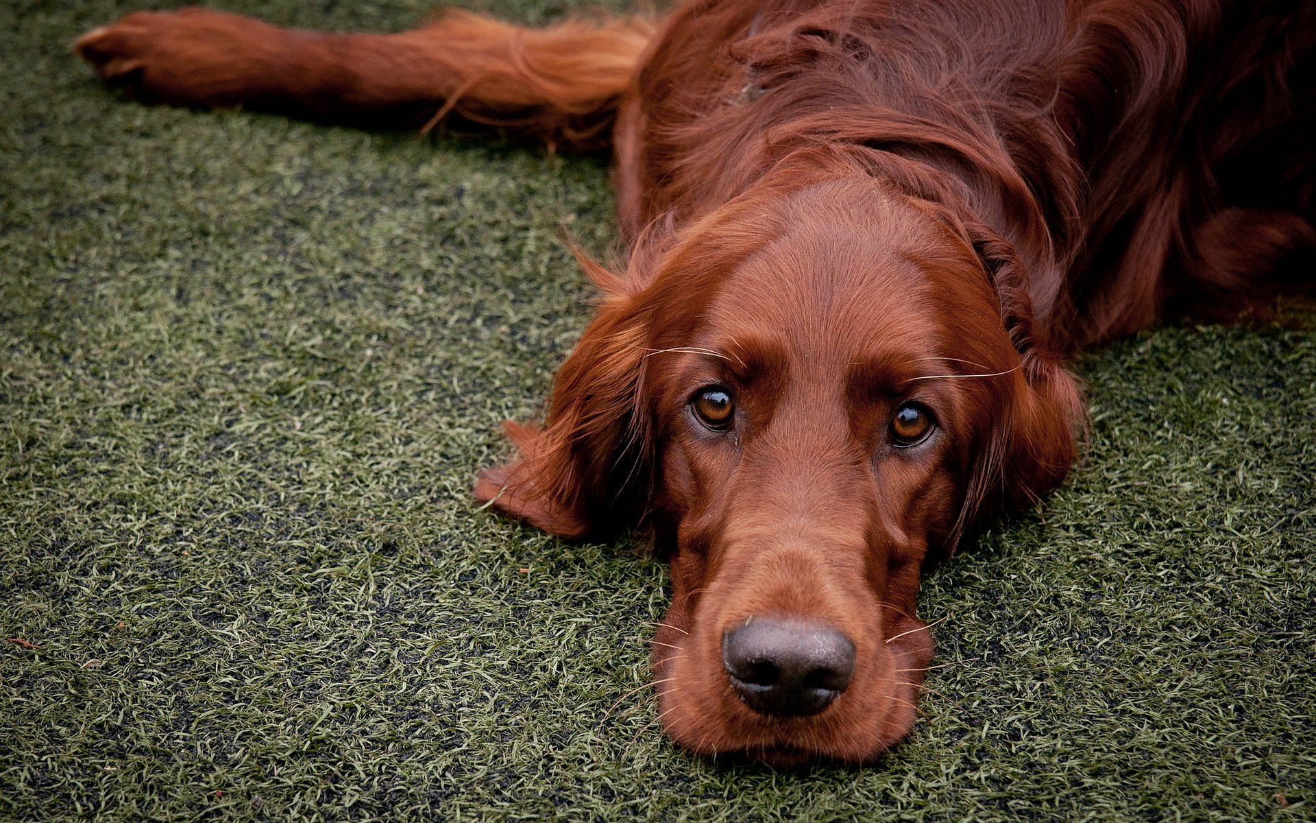 1920x1200 Irish Setter Wallpaper Full HD 77050