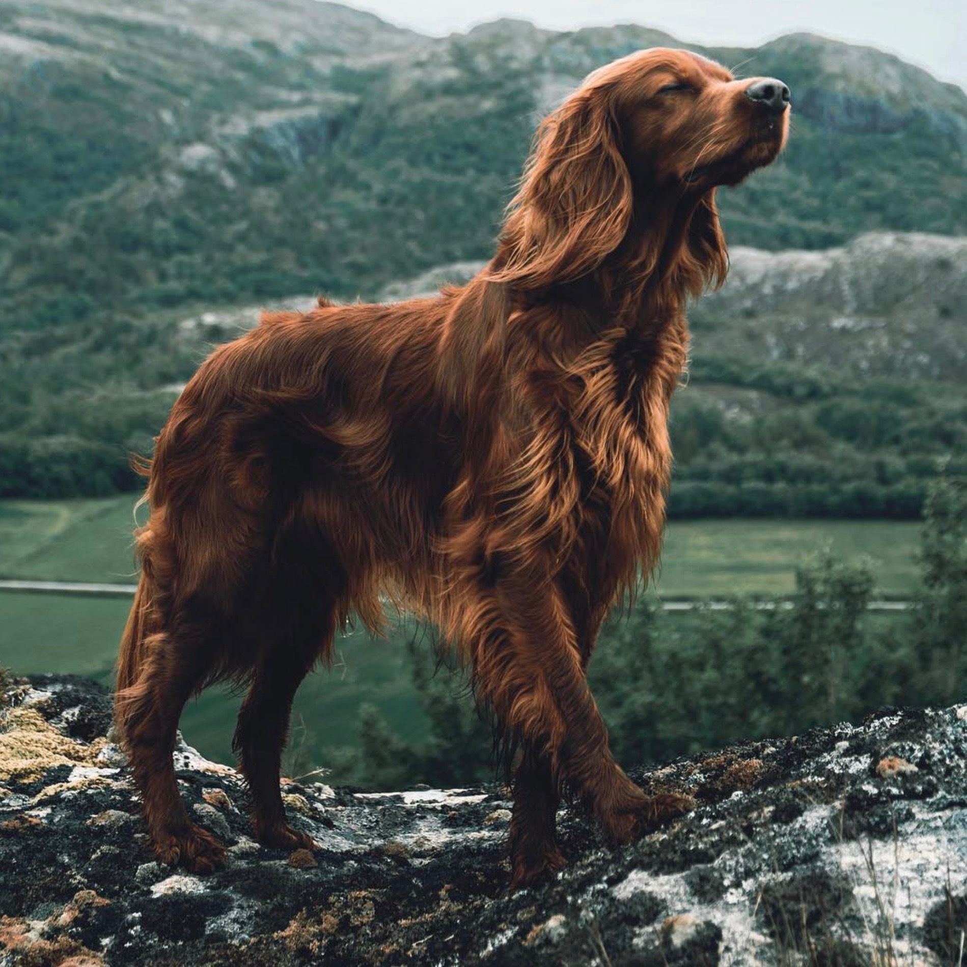 1899x1898 Irish Setter Wallpaper