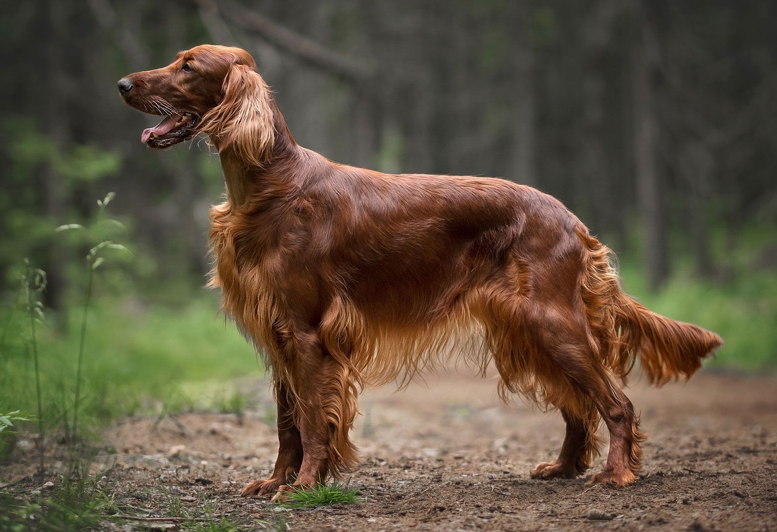 1600x1097 Irish Setter. Breed, Hunting History, Size & Personality