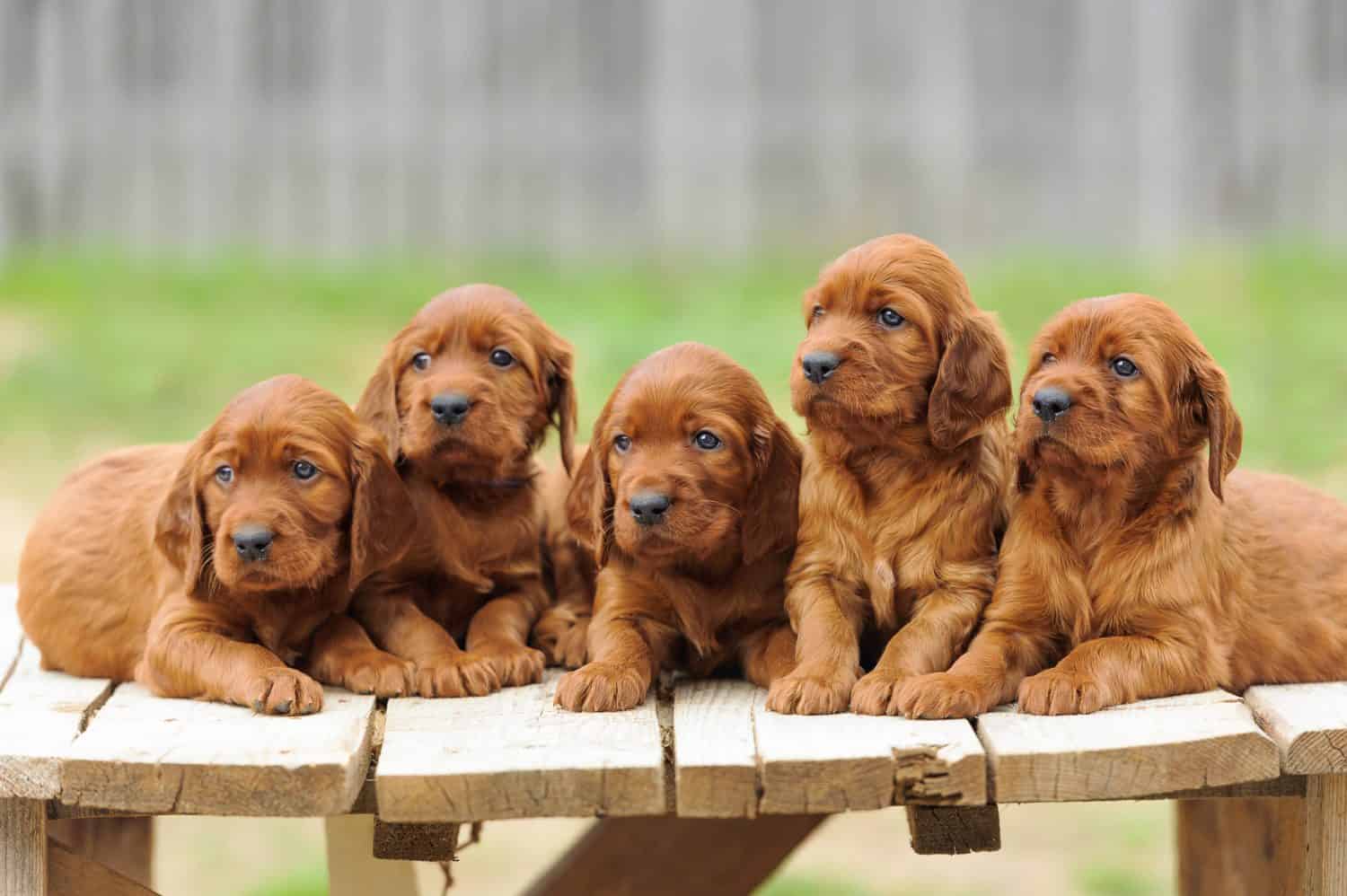 1500x998 Pointer Irish Setter Pics Setter Hunting Dog Dog Breed Red Setter Irish Setter Puppy On Wooden