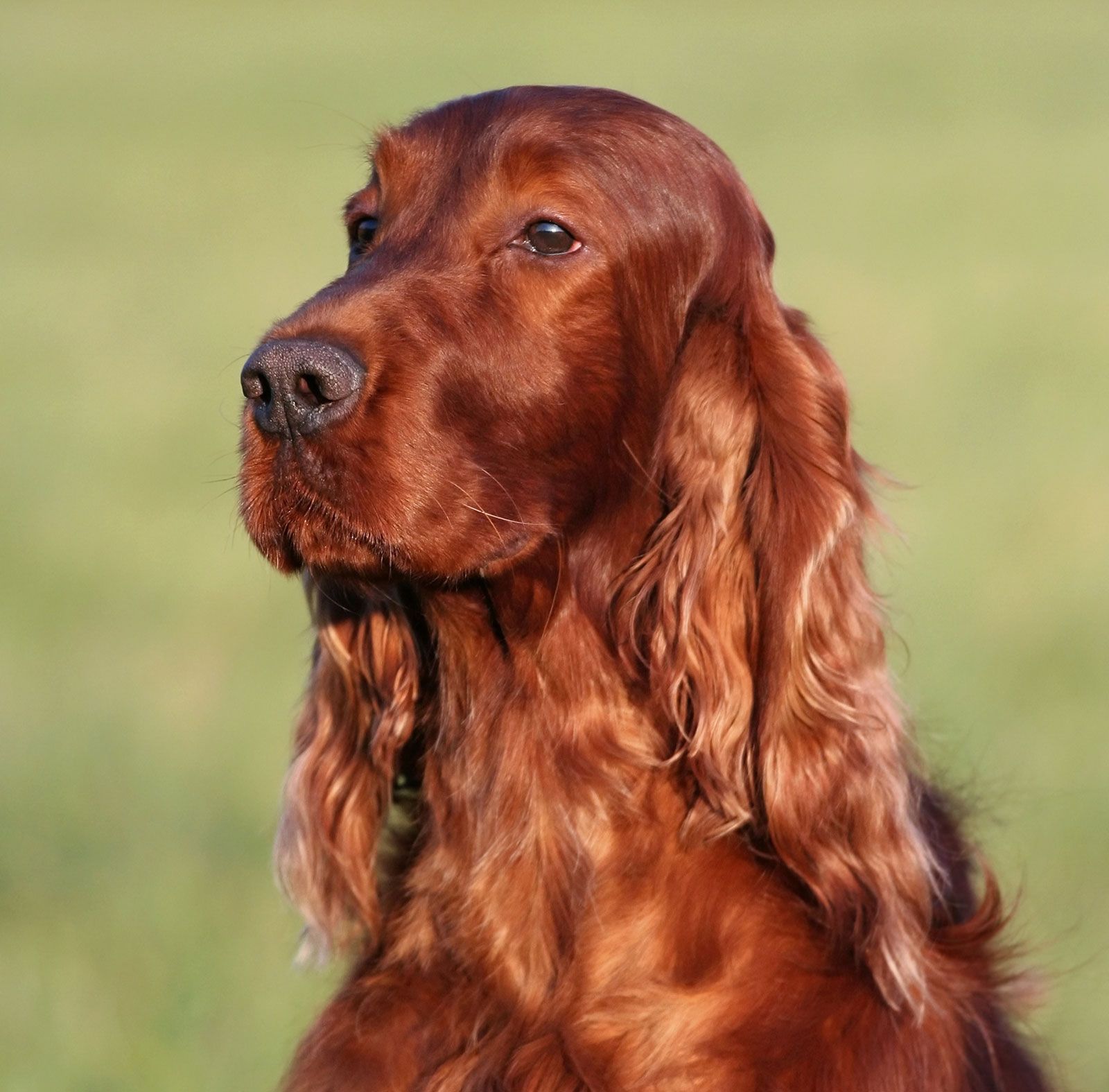 1600x1575 Irish Setter. Breed, Hunting History, Size & Personality