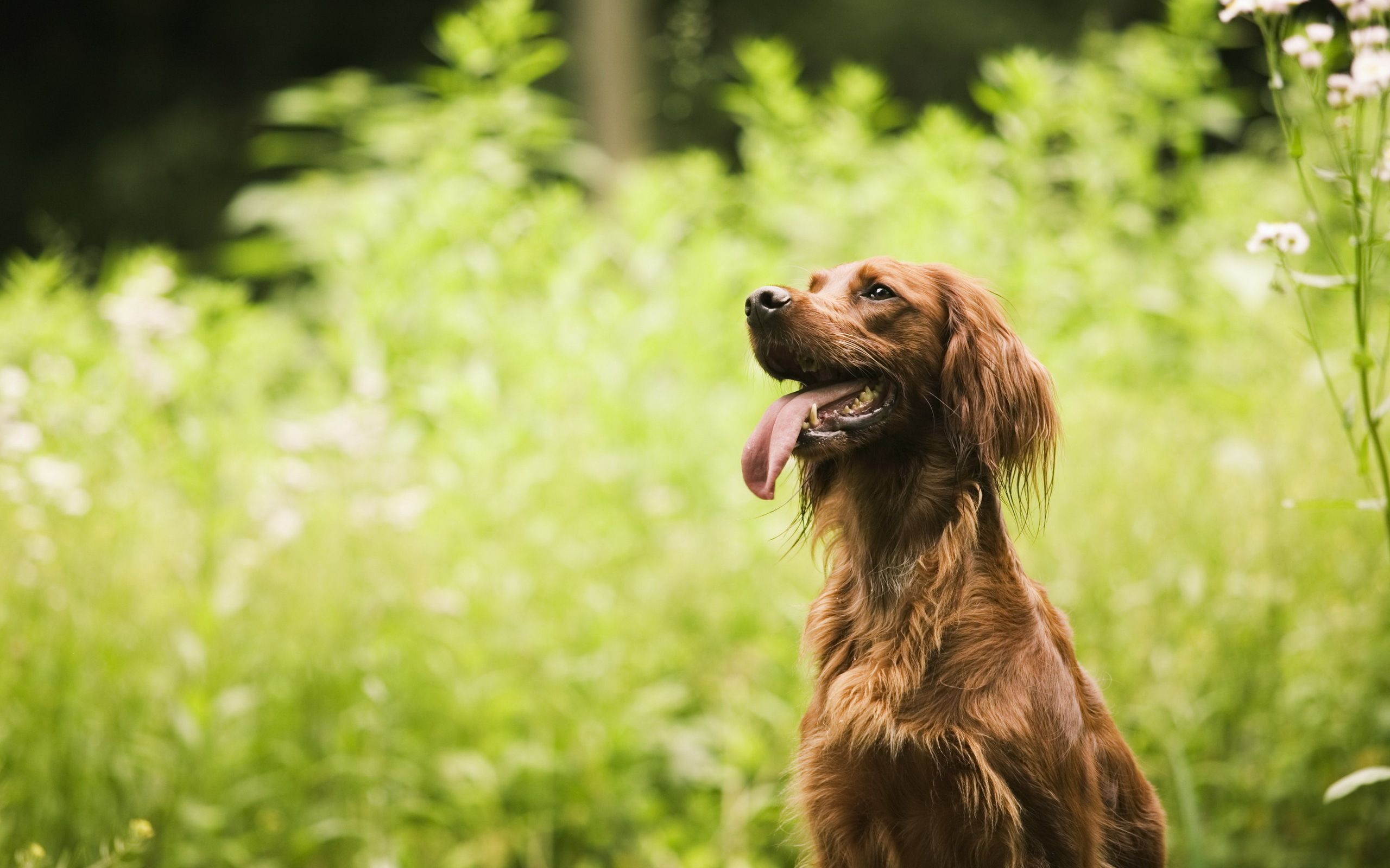 2560x1600 Irish Setter Serenity