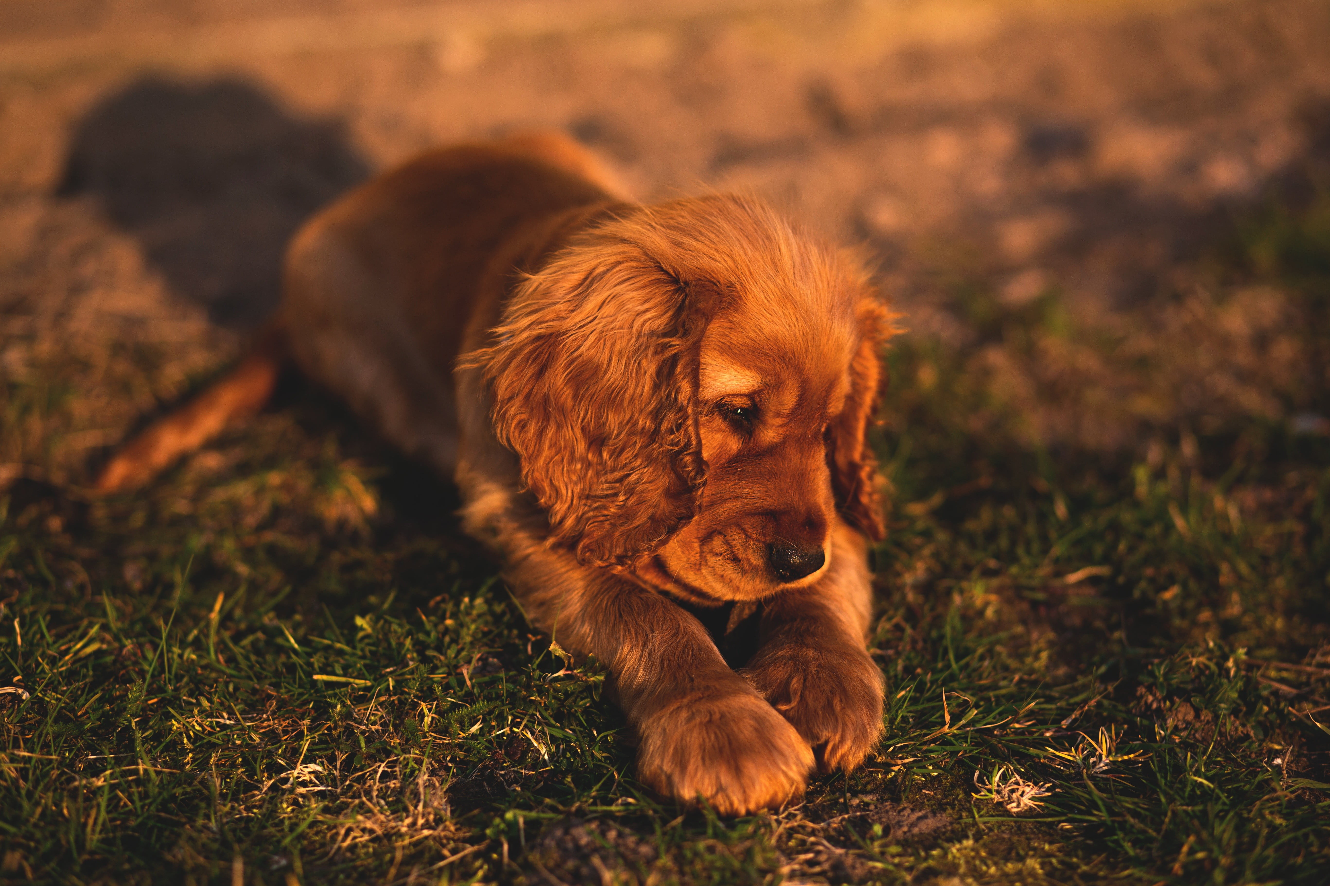 5472x3648 Irish setter puppy, puppies, dog HD wallpaper