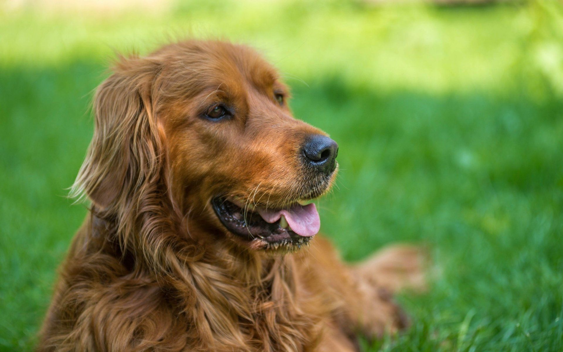 1920x1200 Majestic Irish Setter in Sharp Focus