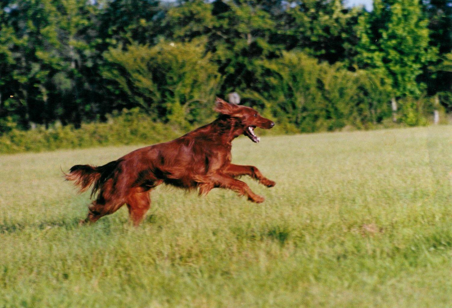 1502x1024 Running Irish Setter dog photo and wallpaper. Beautiful Running Irish Setter dog picture