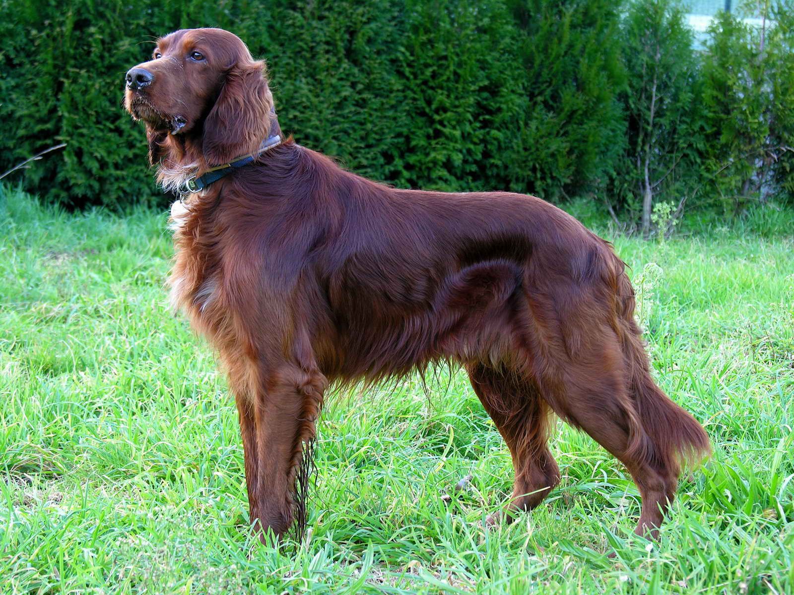 1600x1200 Irish Setter. Breed, Hunting History, Size & Personality