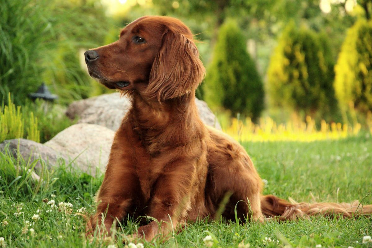 1200x800 Photo Wallpaper Attentive Irish Setter