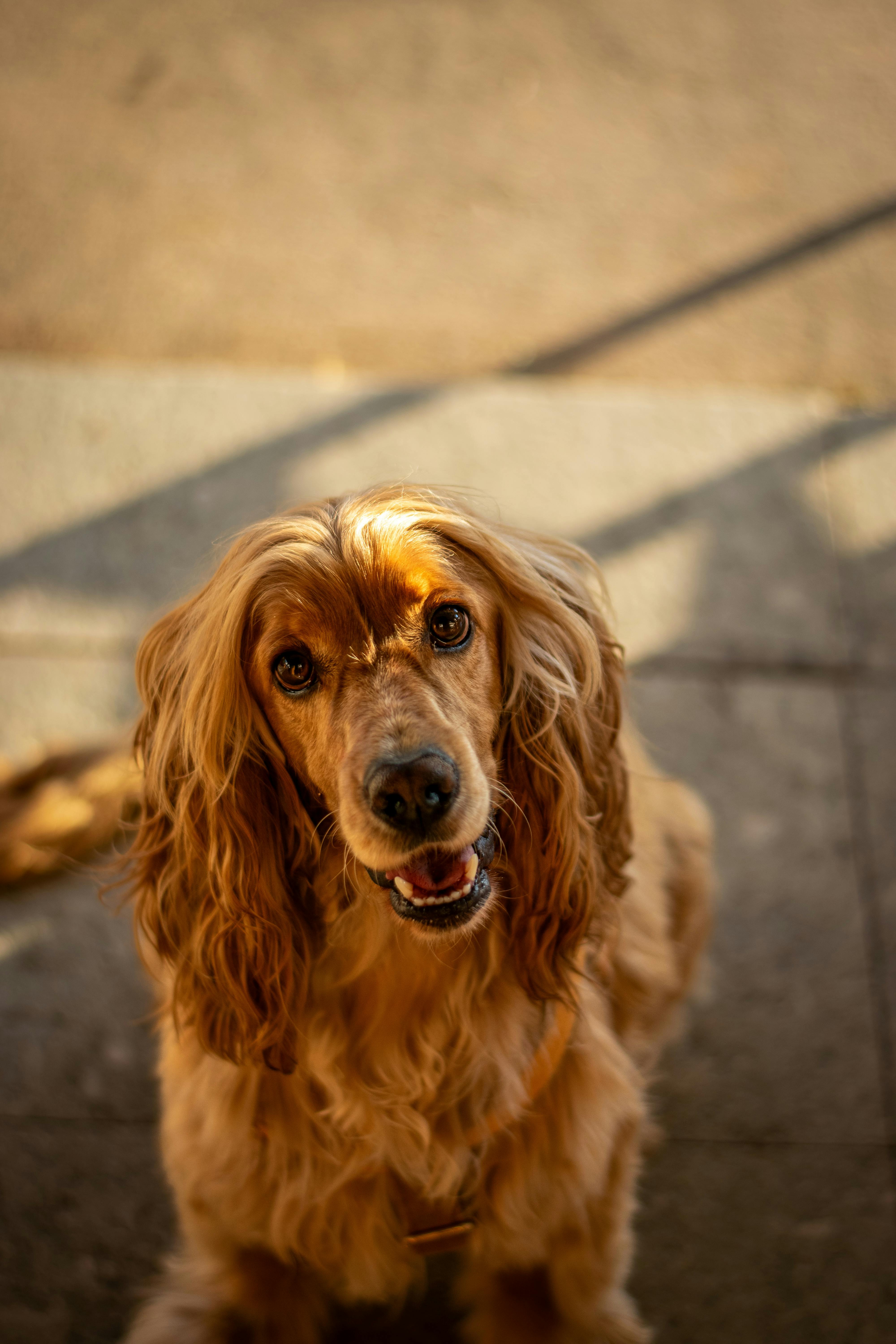 4000x6000 Joyful Irish Setter in Lush Berlin Park · Free