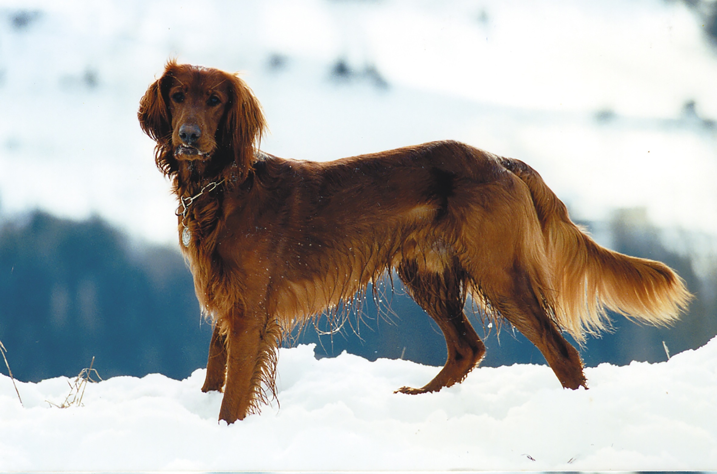 2362x1563 red irish setter free image