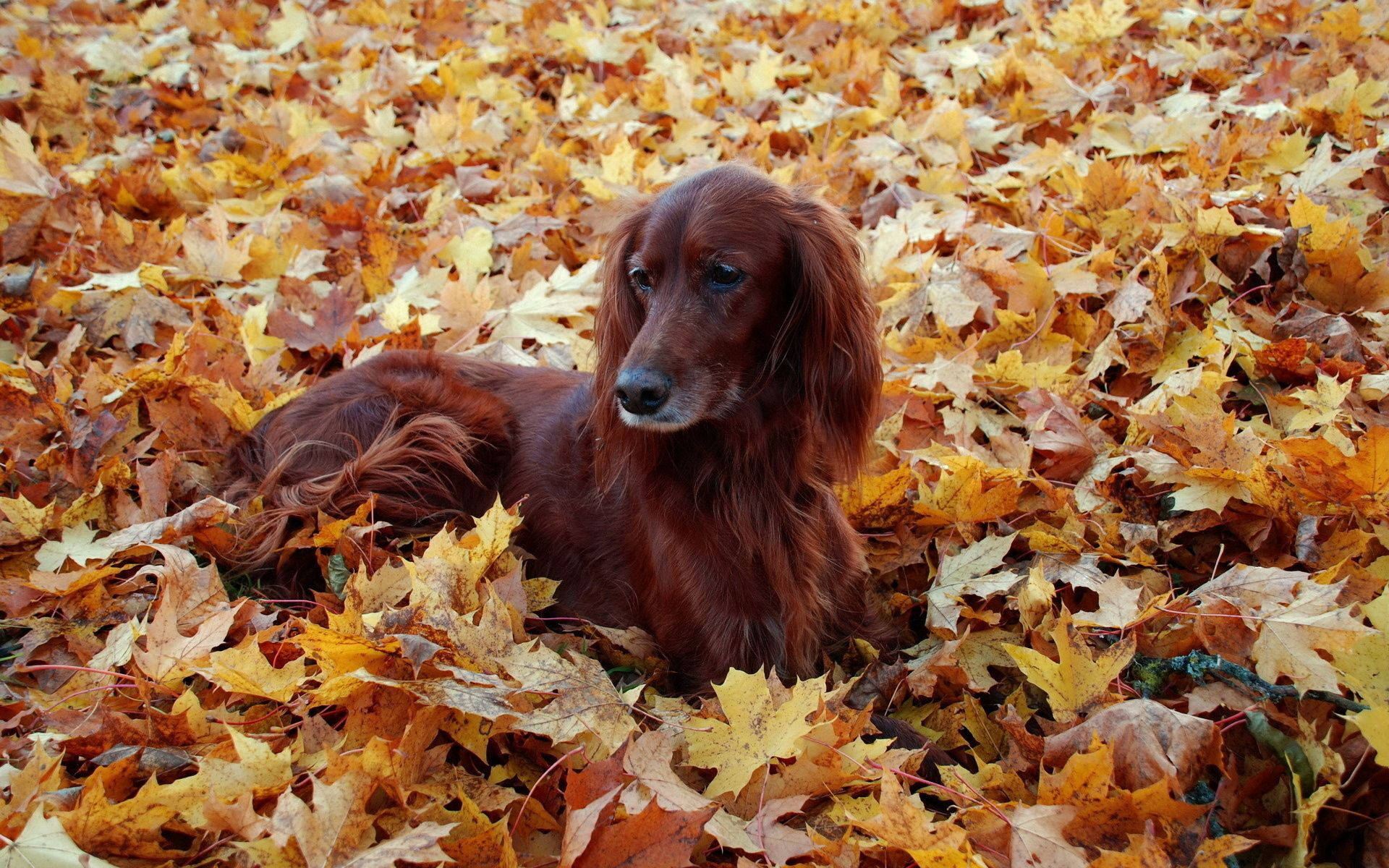 1920x1200 Download Irish Setter On Autumn Leaves Wallpaper